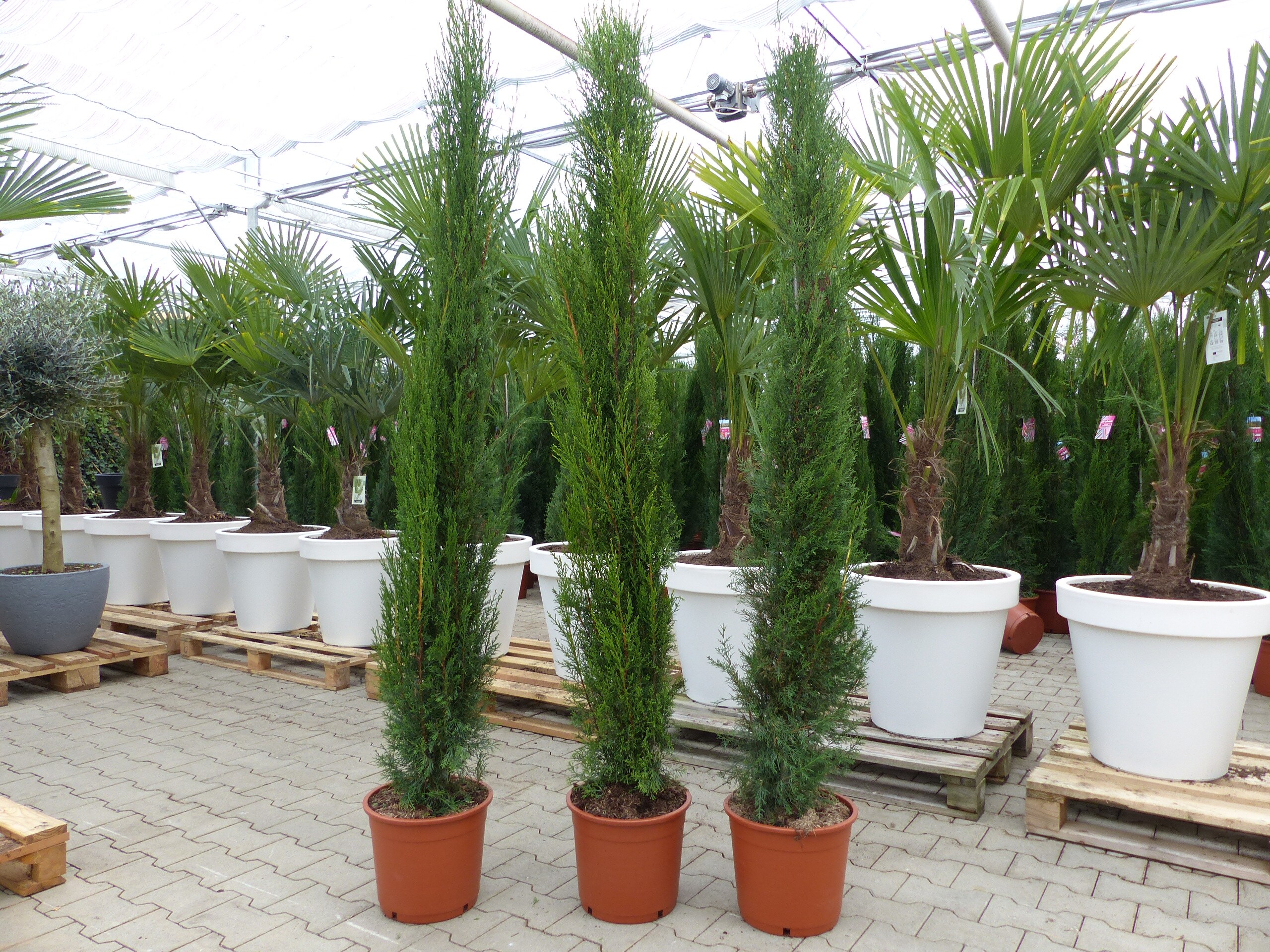 1x Mittelmeerzypresse 200 cm S&auml;ulen Toskana Zypressen Zypresse Cupressus Semper. 