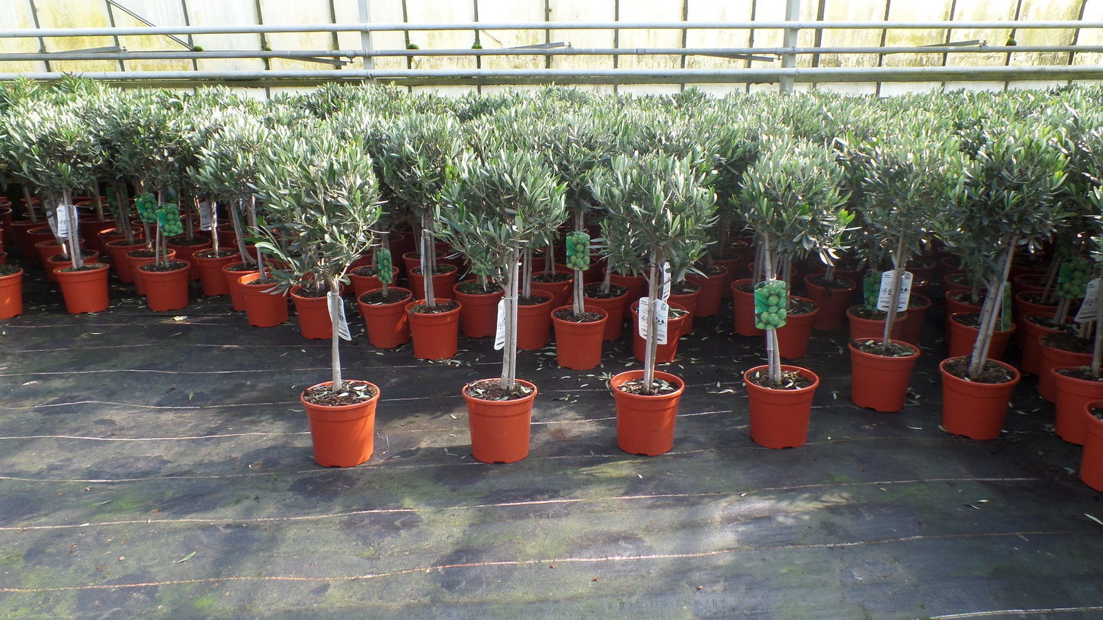 Olivenbaum Stamm Olive 80 - 100 cm hoch, beste Qualit&auml;t, Olea Europaea 