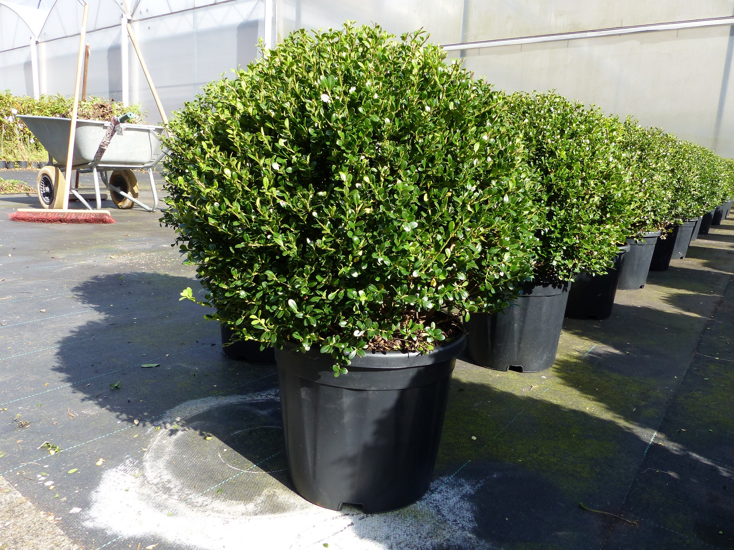 PREMIUM Ilex crenata Stokes Kugel rund &Oslash; 40 - 45 cm Buchsbaum Ersatz winterhart + robust 