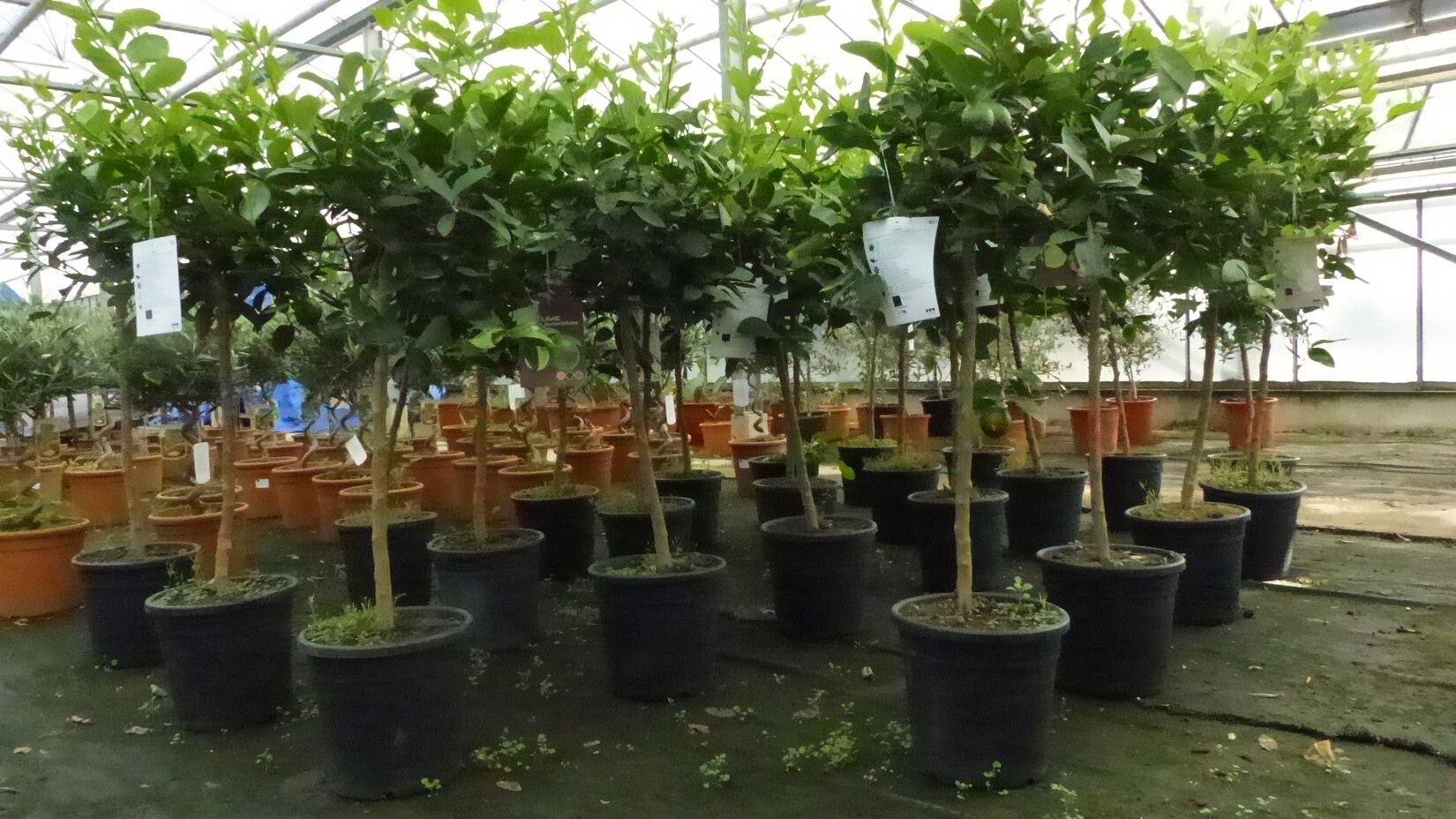 : Limette Limettenbaum "Aurantifolia" Citrus Lime 120 - 150 cm Zitruspflanze