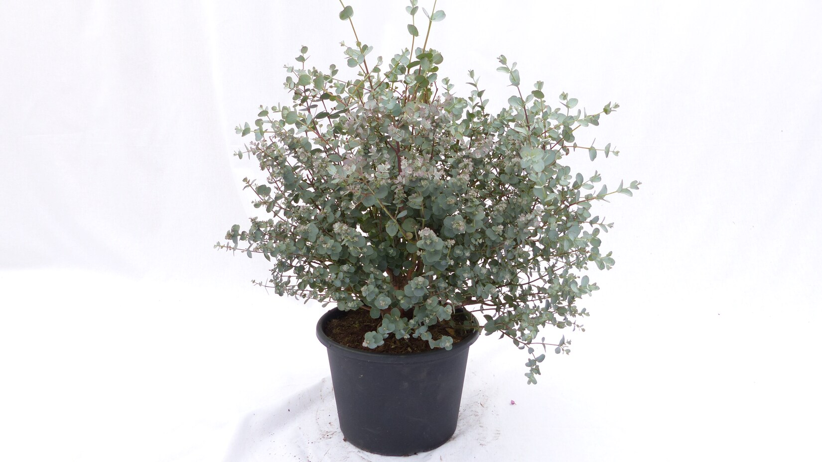 Eucalyptus Gunni Gunnii Busch Kugel Eukalyptusbaum, Ø 35 cm, T19  H 50 cm Pflanze winterhart