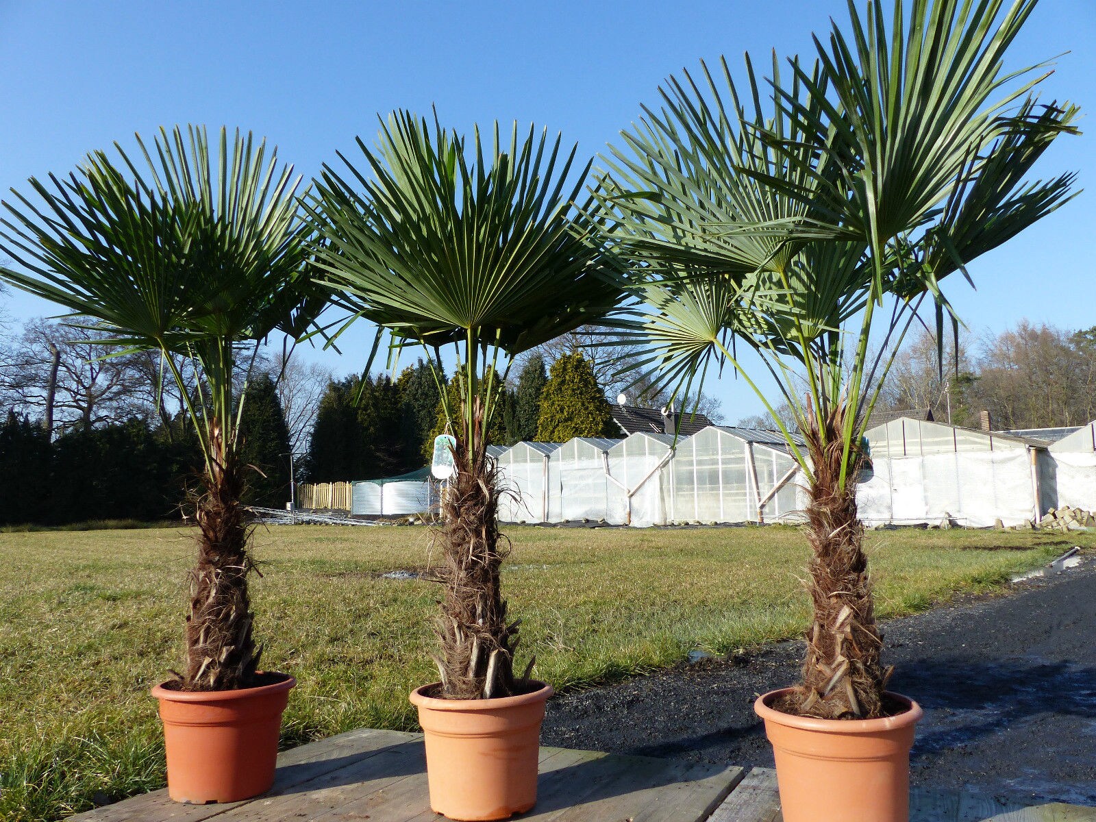 3 St&uuml;ck XXL Palme winterhart 200-220 cm Trachycarpus fortunei, Hanfpalme, Top-Qualit&auml;t 