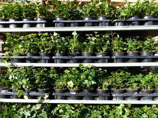 10 Stück Efeu Hedera helix 20 - 35 cm Heckenpflanze winterhart Kletterpflanze Hecke Sichtschutz blickdicht 