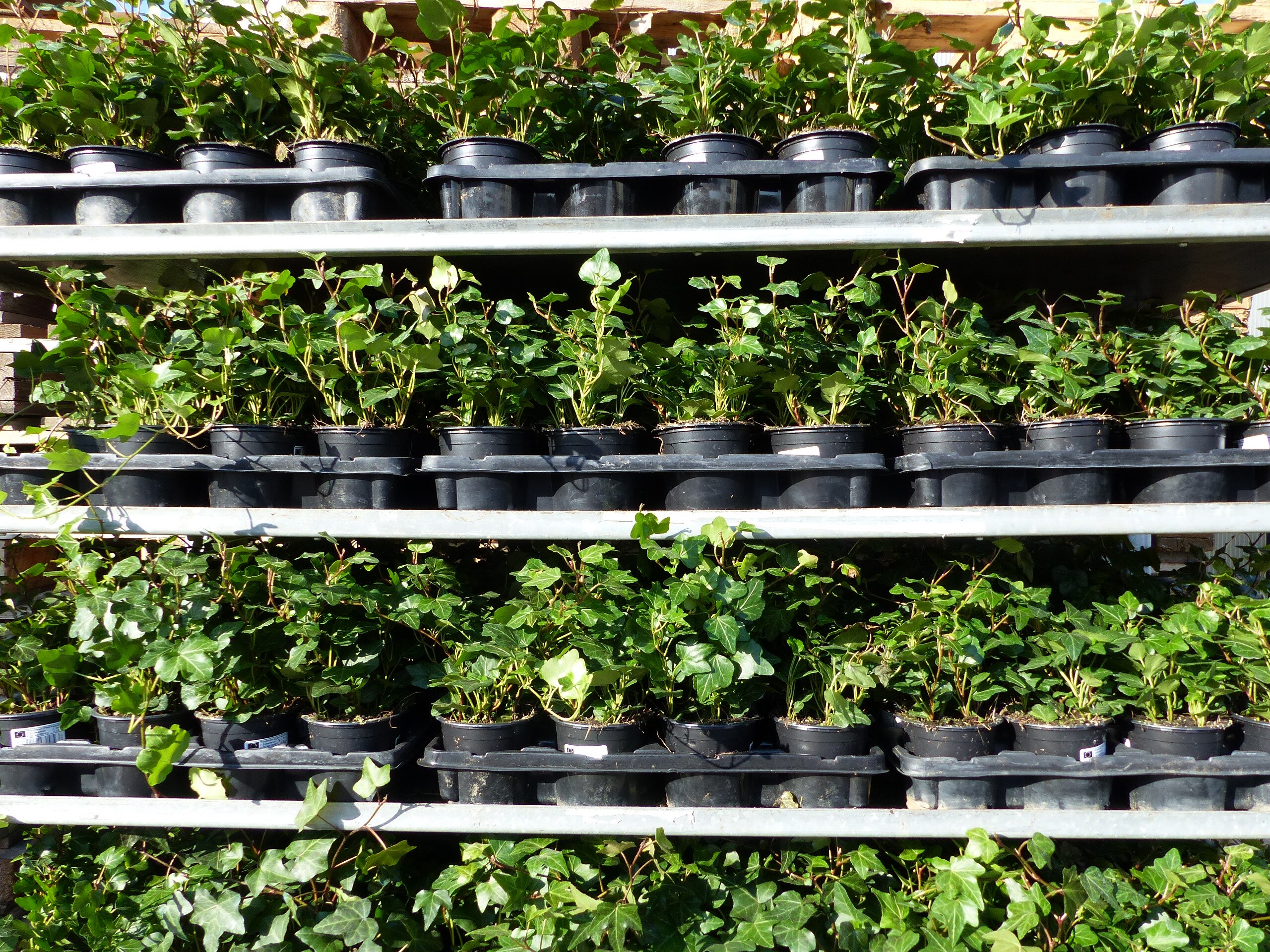 50 St&uuml;ck Efeu Hedera helix 20 - 35 cm Heckenpflanze winterhart Kletterpflanze Hecke Sichtschutz blickdicht 