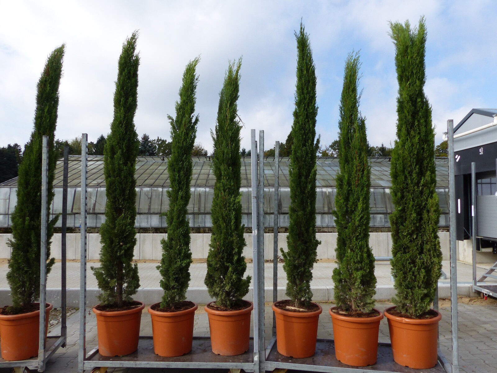 3 St&uuml;ck 250 cm Mittelmeerzypresse Cupressus Semper. "Totem" Toskana Zypressen Zypresse 