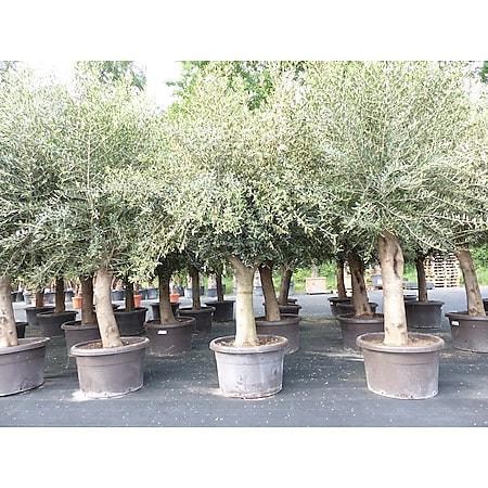 Olivenbaum 250 cm "Pablo" Stammumfang 40 - 60 cm winterharte Olive, Olea europaea 