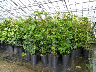 10 Stück Efeu Hedera helix 85 - 105 cm Heckenpflanze winterhart Kletterpflanze Hecke Sichtschutz blickdicht 