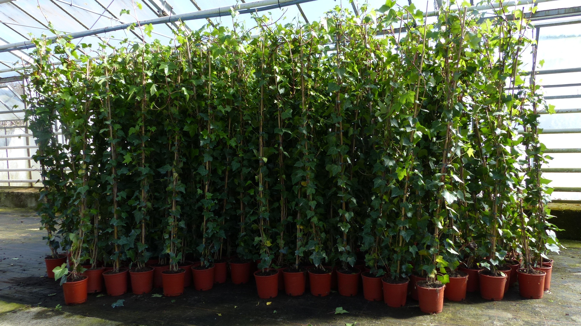 50 St&uuml;ck Efeu Hedera helix 180 - 200 cm Pyramide S&auml;ule winterhart Kletterpflanze Hecke Sichtschutz blickdicht 