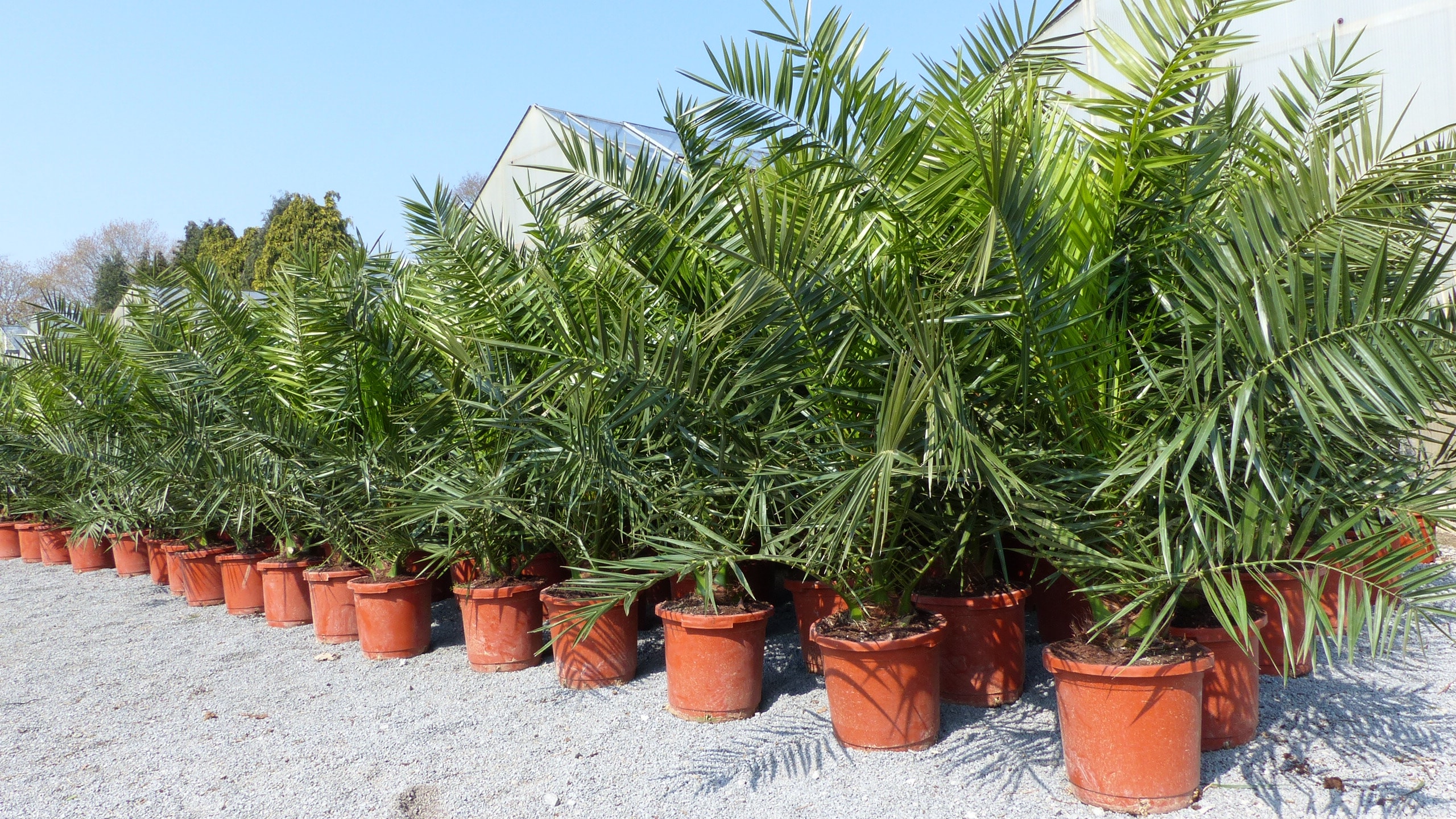 2 St&uuml;ck Palme XXL 180 cm Phoenix canariensis, kanarische Dattelpalme, winterhart 