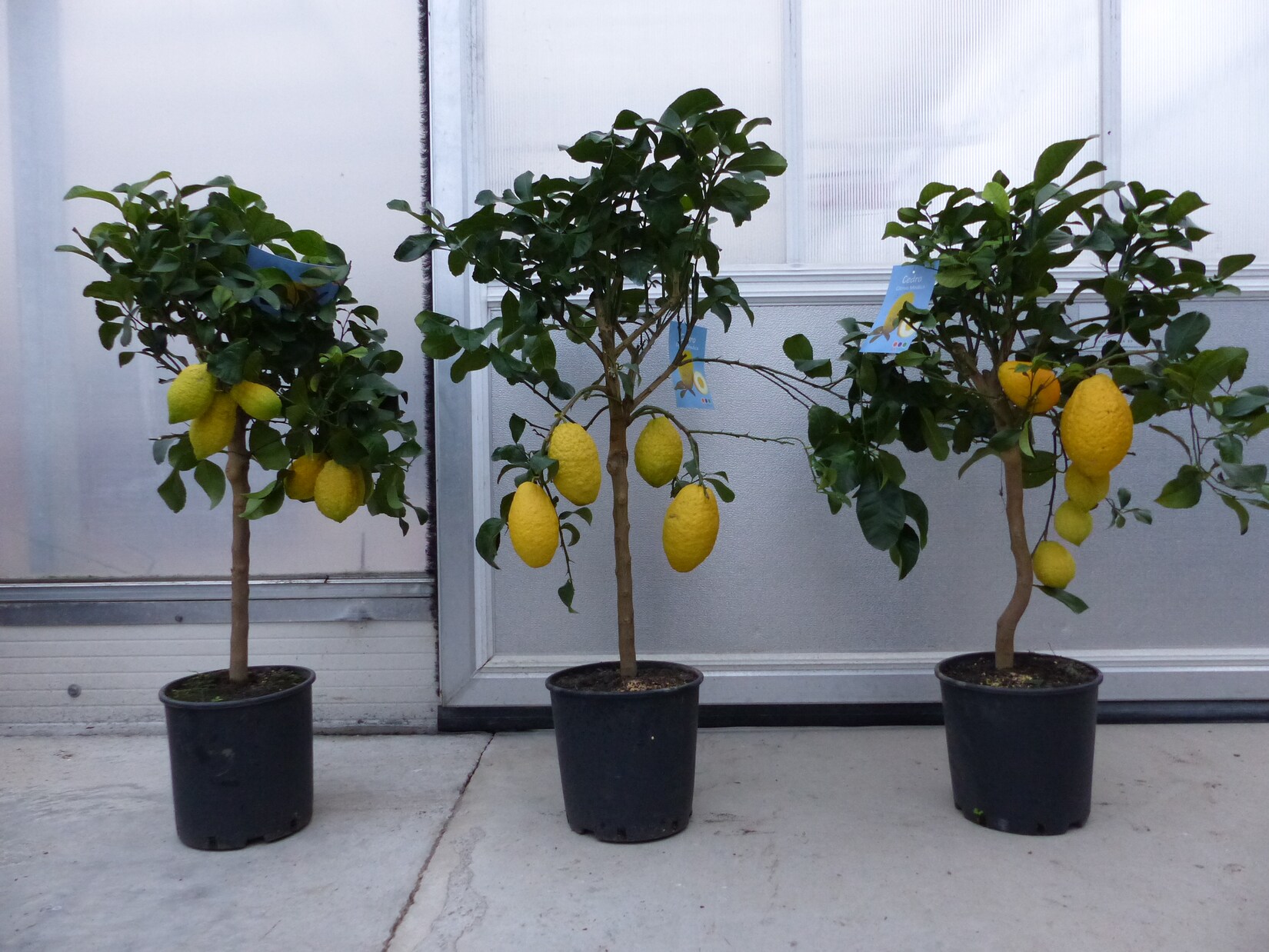 Zitrus Zitronenbaum Zitrone Citrus Limon Limone 100 - 120 cm Zitruspflanze mit reifen Früchten