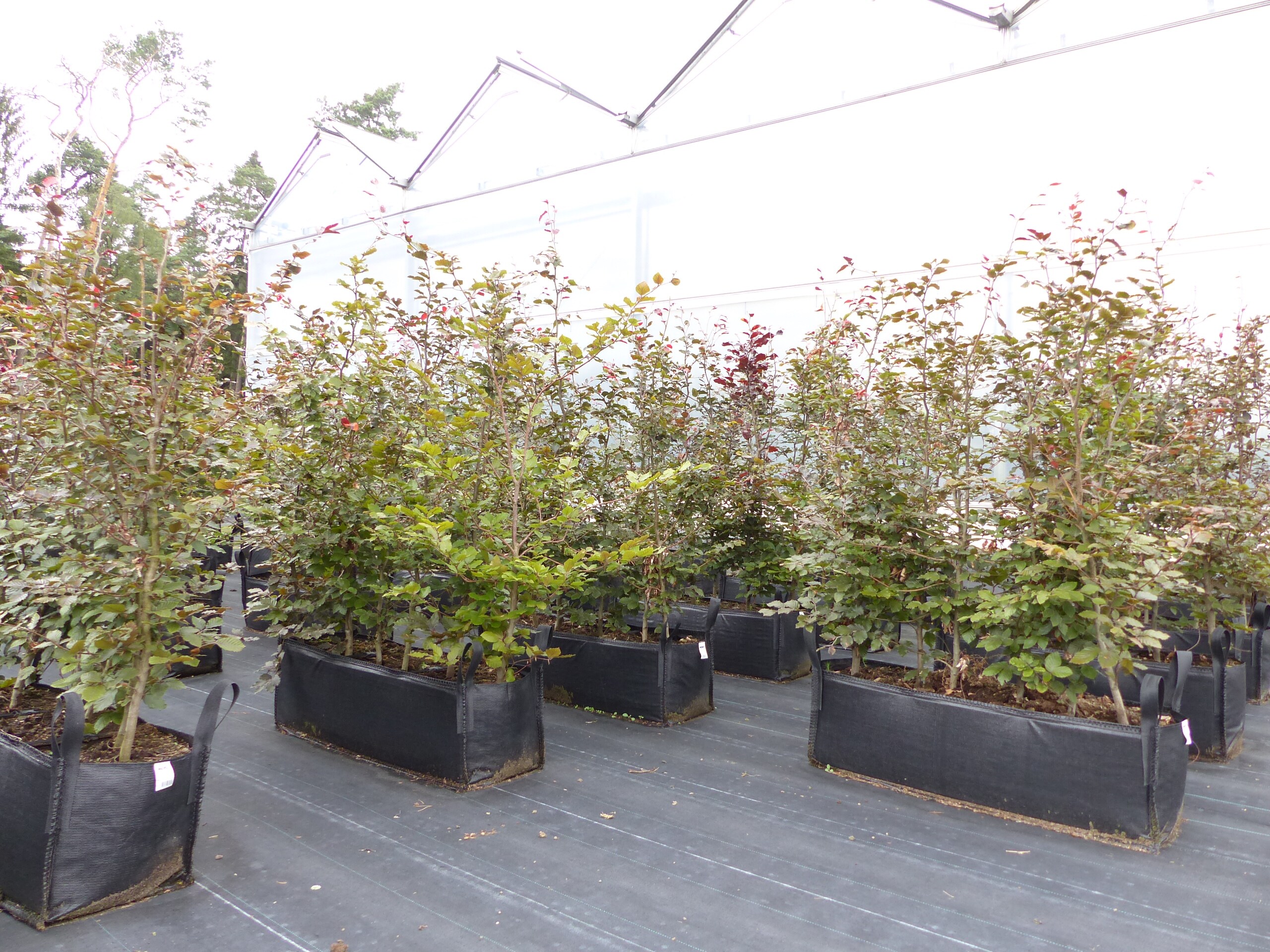 Blutbuche Fertighecke 1 m Heckenelement 180 cm hoch Fagus sylvatica Atropunicea 