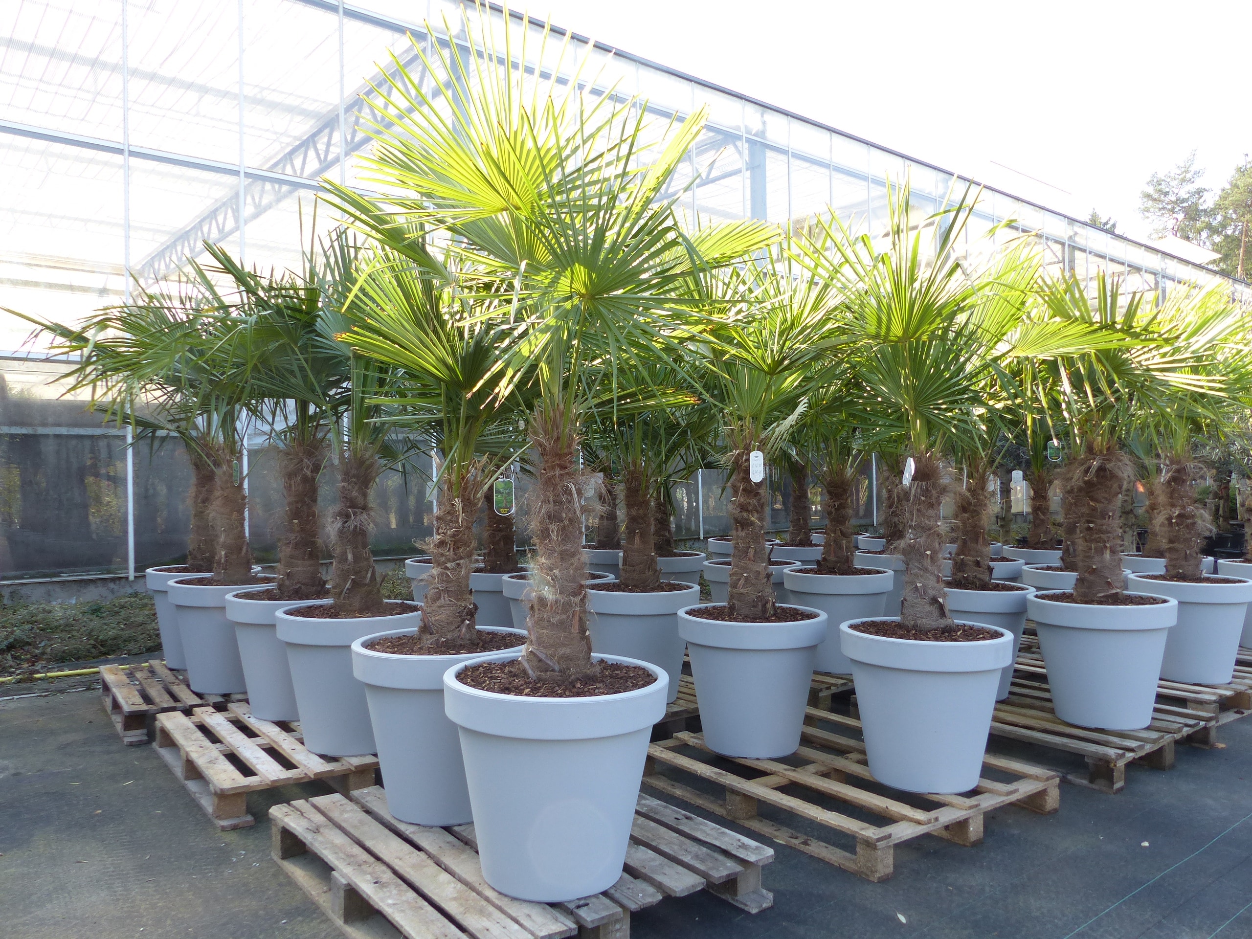 XXL Palme winterhart inkl. Pflanzk&uuml;bel, 180 - 210 cm Trachycarpus fortunei, Hanfpalme, Top-Qualit&auml;t 