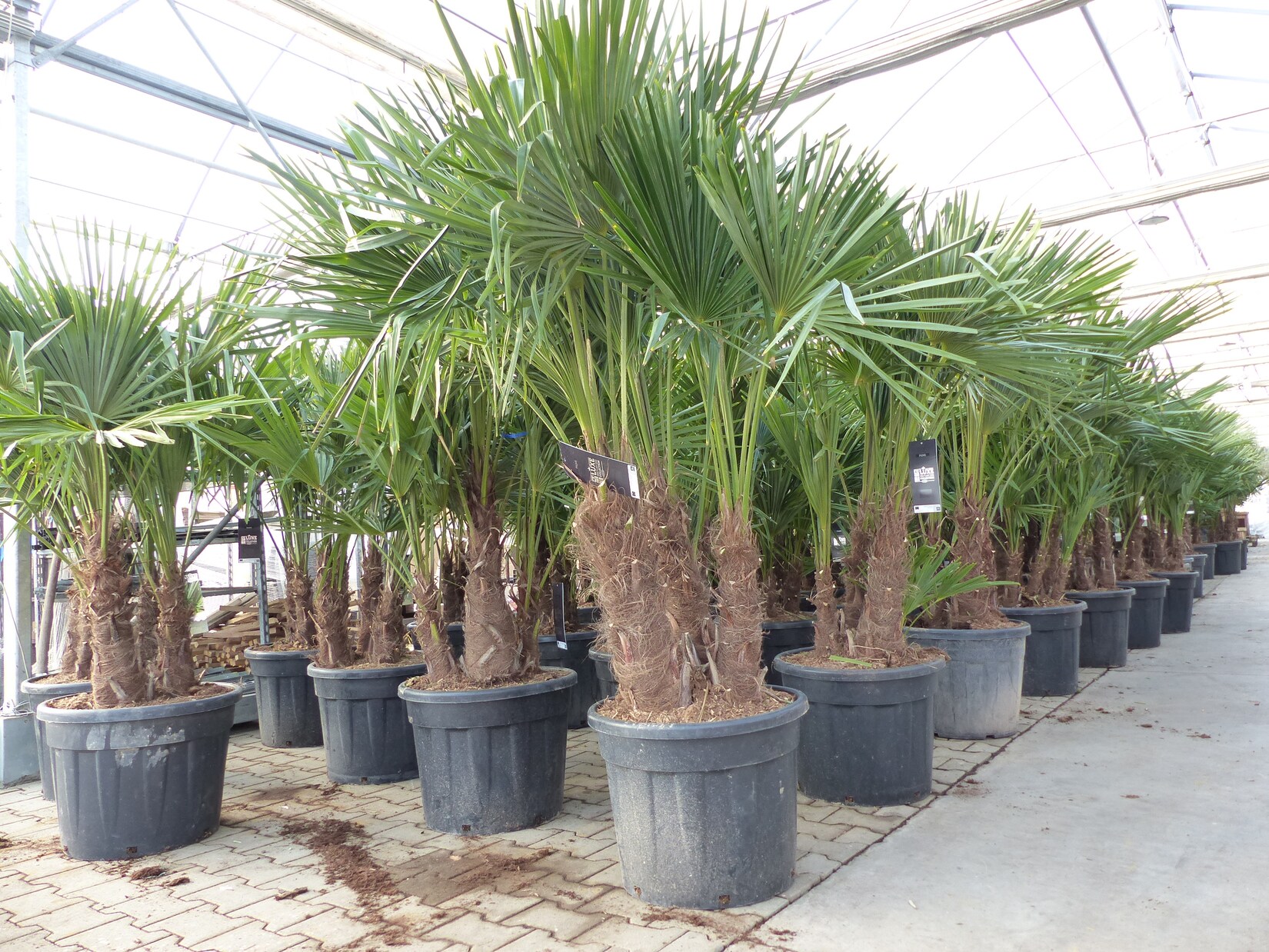 Trachycarpus Fortunei Gruppe mehrstämmig Palme, winterhart 220 - 260 cm Palmengruppe 3 - 5 Stämme