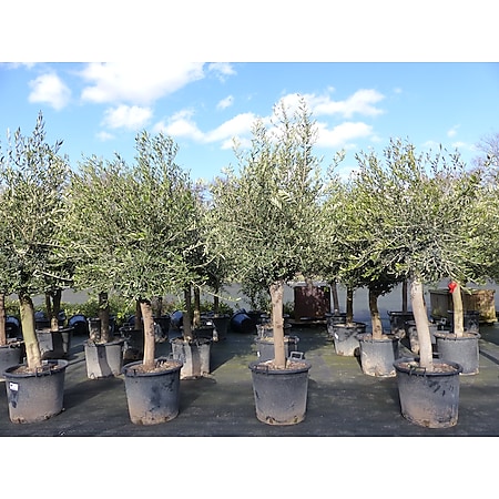 Olivenbaum 190 - 220 cm, 45 Jahre alt, 25 - 35 cm Stammumfang, winterharte Olive 