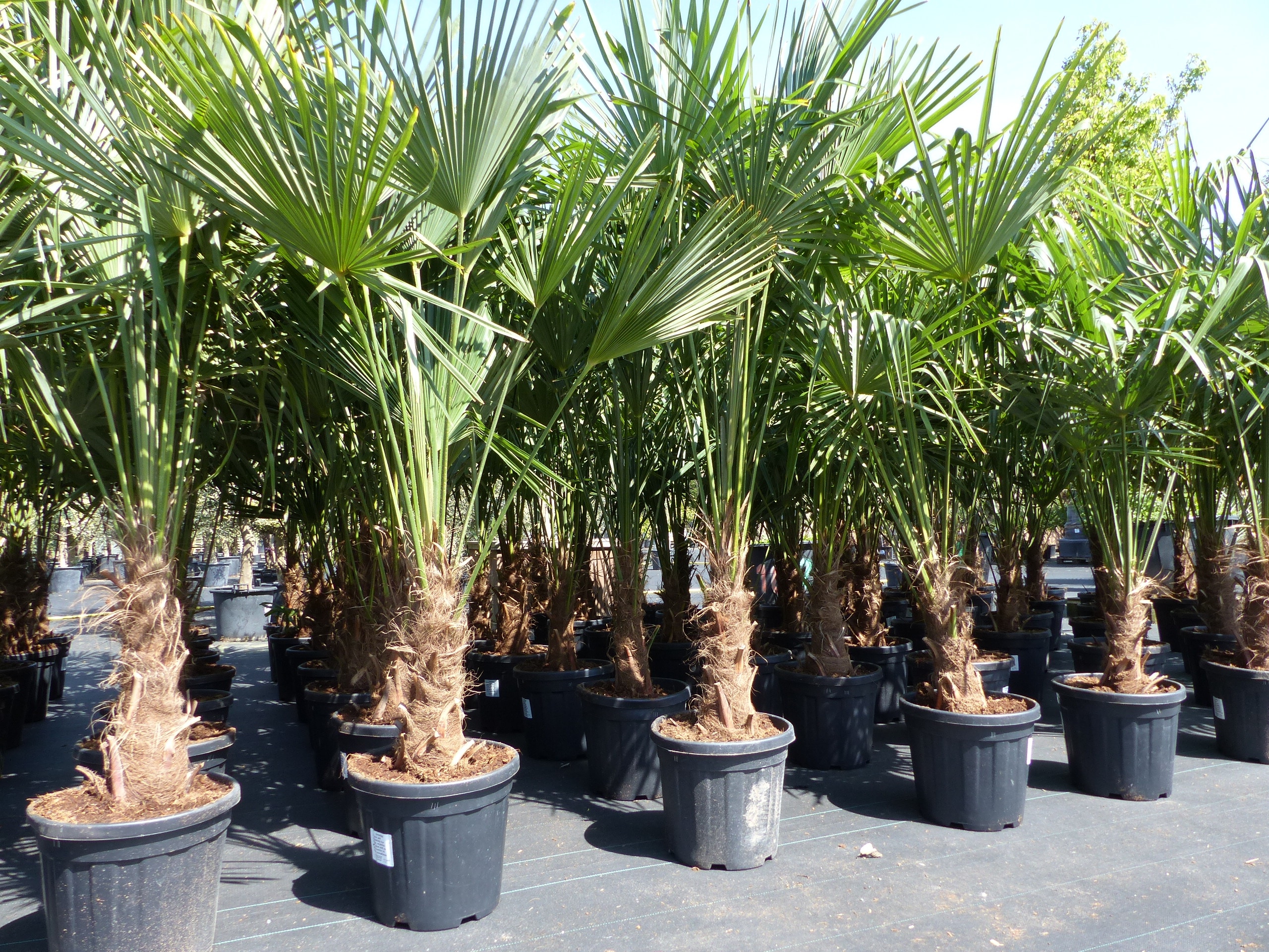 XXL Palme winterhart 180 - 190 cm Trachycarpus fortunei, Hanfpalme, Top-Qualit&auml;t 