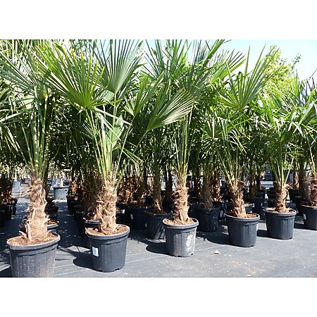 XXL Palme winterhart 180 - 190 cm Trachycarpus fortunei, Hanfpalme, Top-Qualität 
