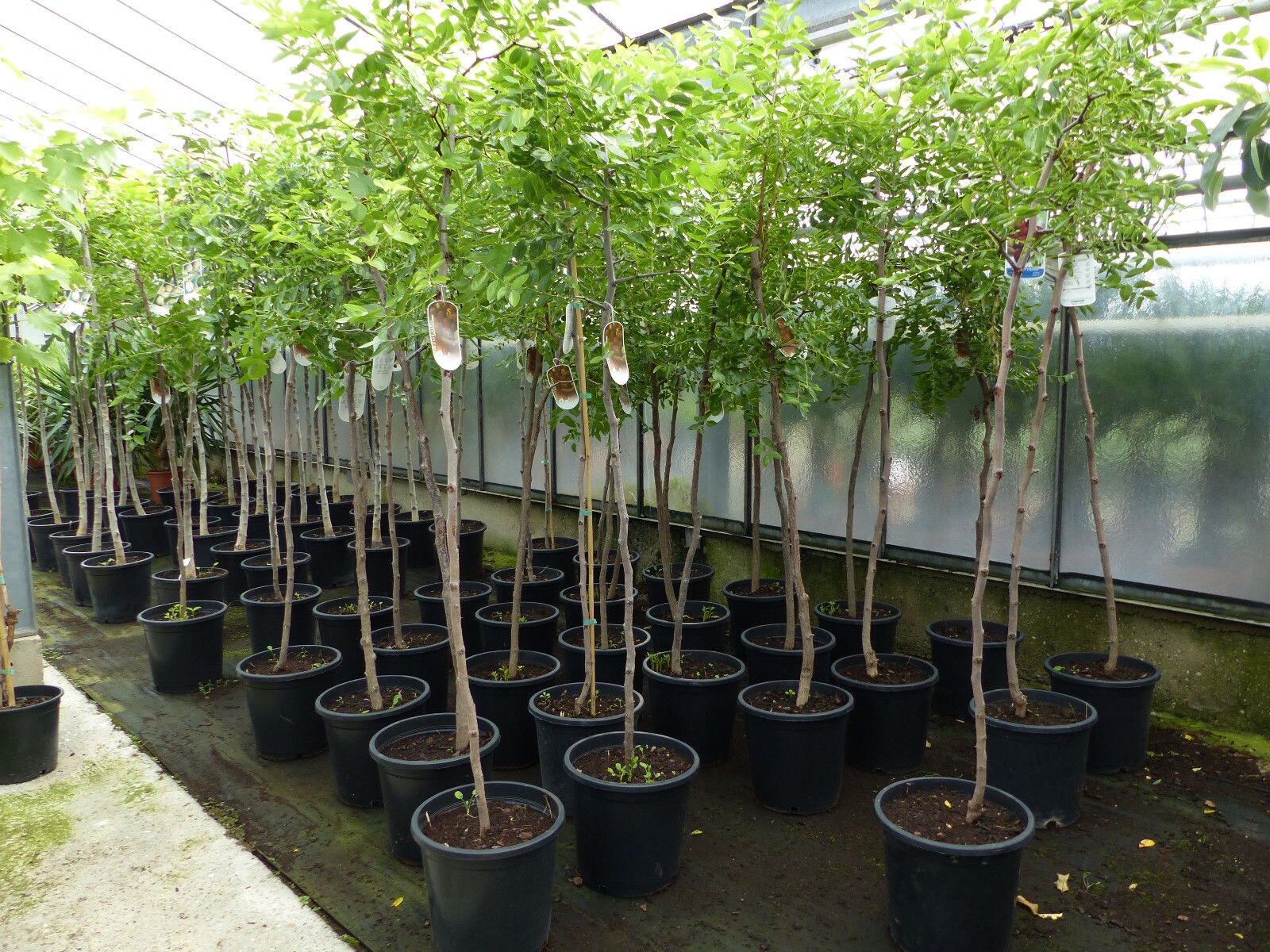 chin. Dattel 150 - 170 cm Dattelbaum 5 - 8 cm Stammumfang, Ziziphus jujuba,