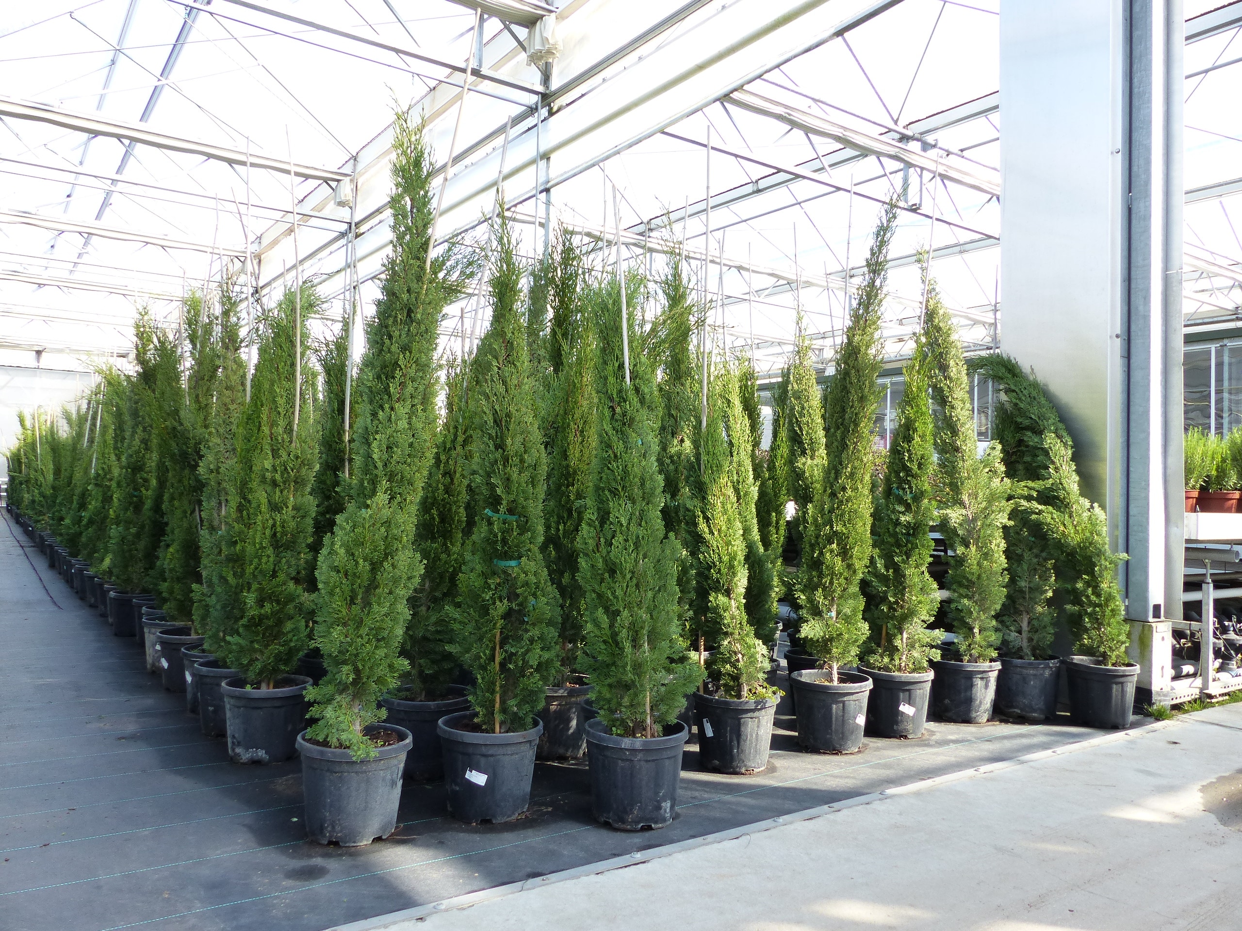 10x Totem 150 - 170 cm Toskana Zypresse Mittelmeerzypresse S&auml;ule winterhart 