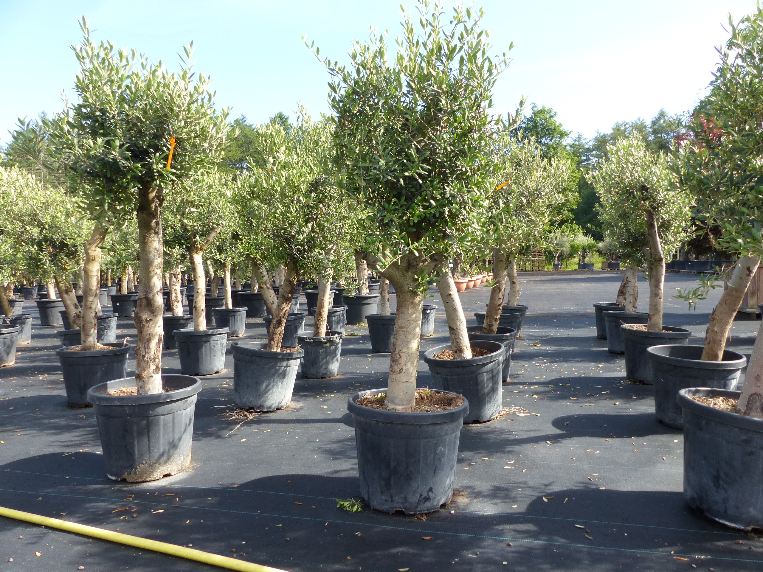 Olivenbaum Olive "Angebot" 150 - 180 cm, beste Qualitt, winterhart, Olea  Europaea