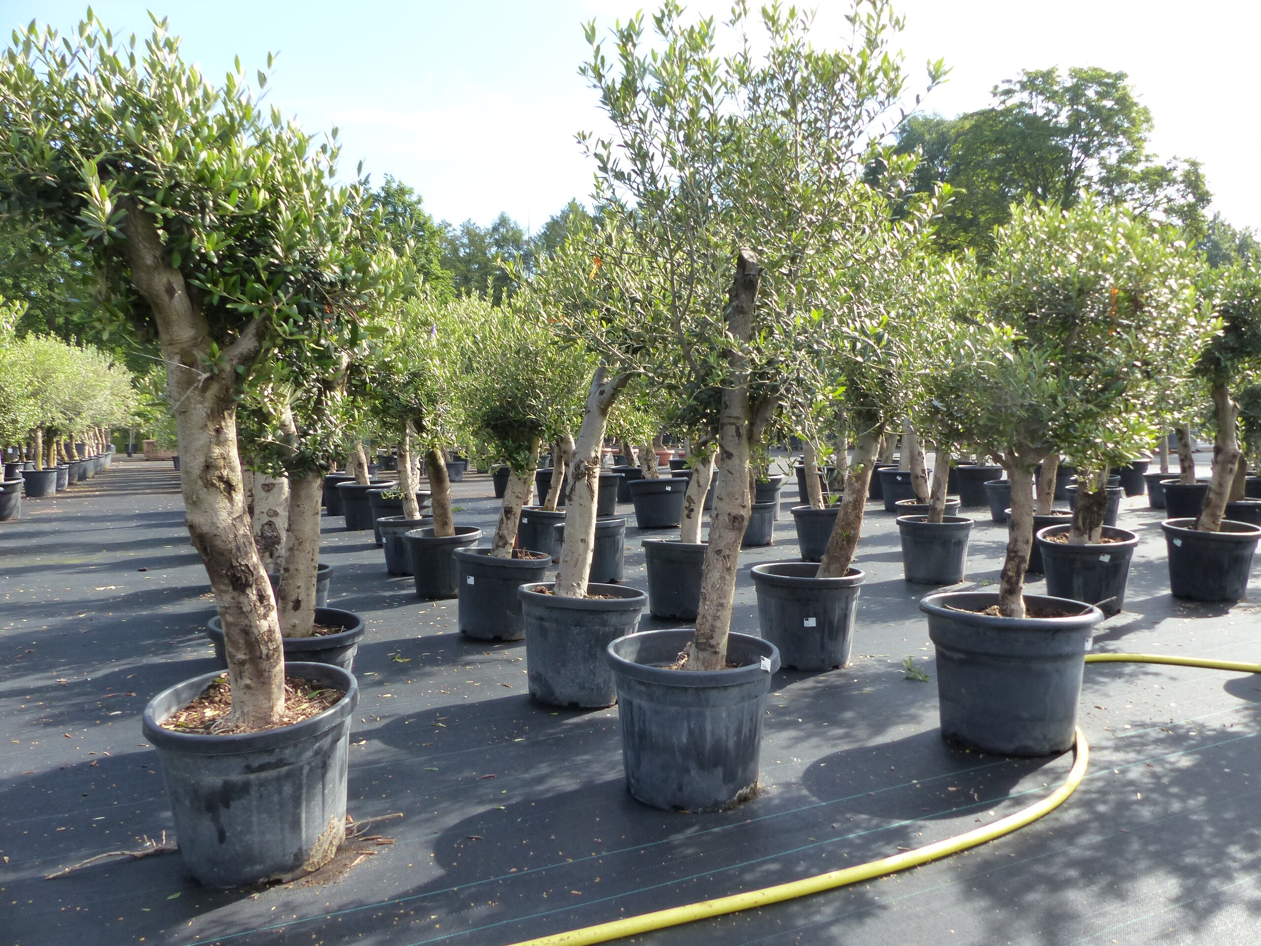 taxus hecke pflanzen Eibe Taxus baccata Hecke 100-140 cm – Immergrüne Heckenpflanze main image 1