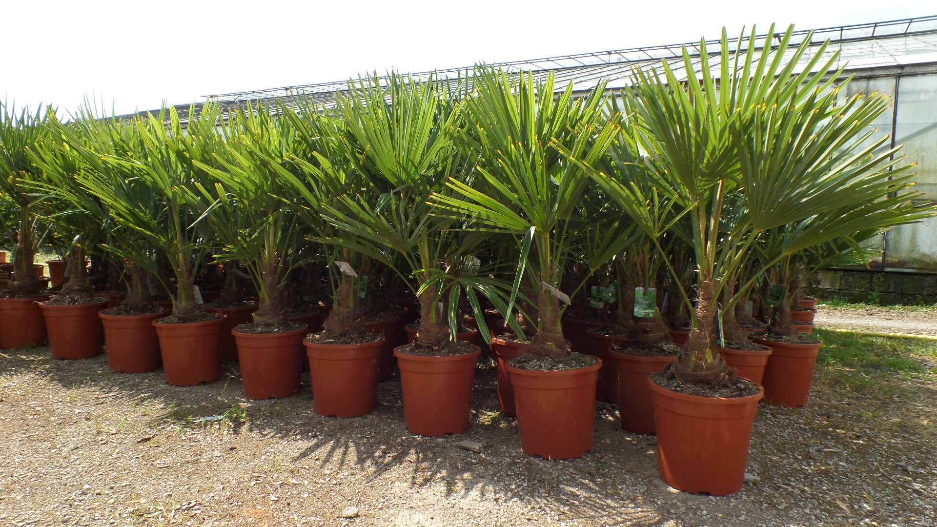Palme XL 120-150 cm Trachycarpus fortunei, Hanfpalme, winterhart bis -18&deg;C 