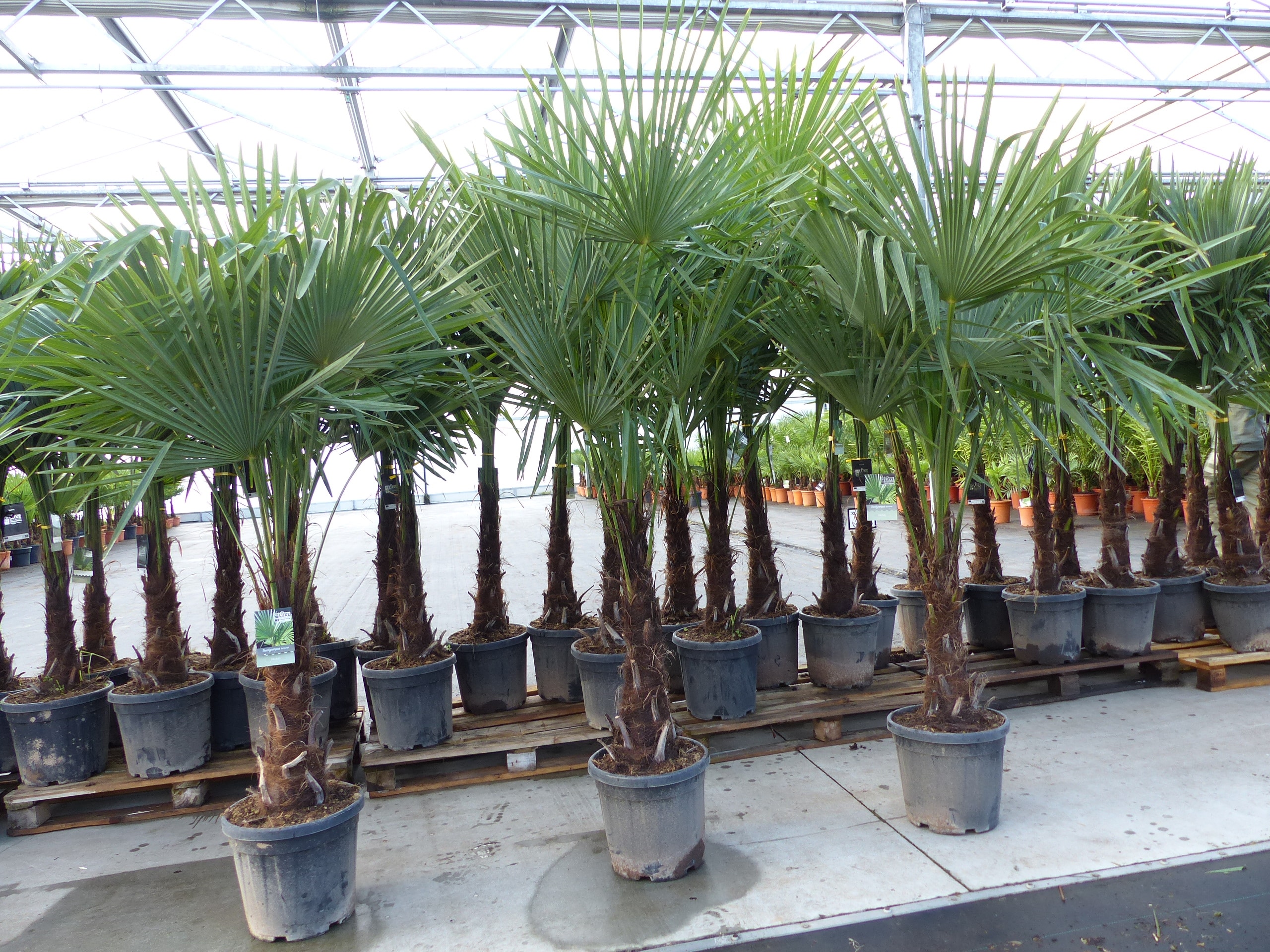 XXL+ Palme winterhart 170 - 190 cm Trachycarpus fortunei, Hanfpalme, Top-Qualit&auml;t 