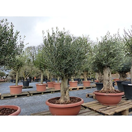 Olivenbaum in Bonsai-Schale, 160 -190 cm knorrige urige Olive, winterhart, Olea Europaea 