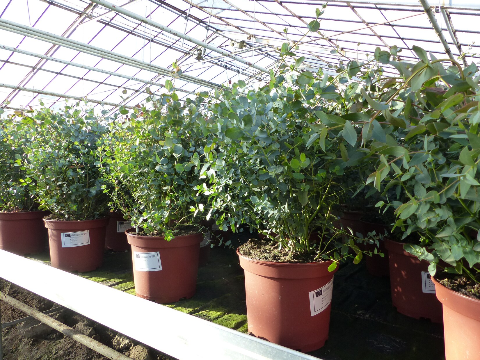 XXL Eucalyptus Gunni Gunnii Busch Eukalyptusbaum 40 - 60 cm, Pflanze winterhart