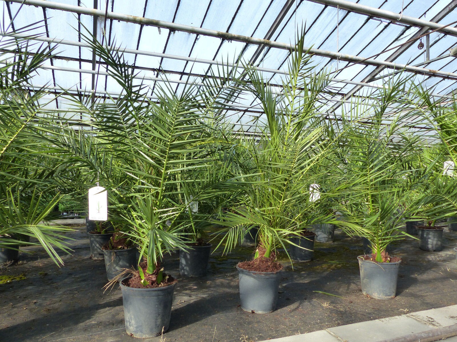 Palme 90-120 cm, Phoenix canariensis, kanarische Dattelpalme, kräftige Palmen, keine Jungpflanzen