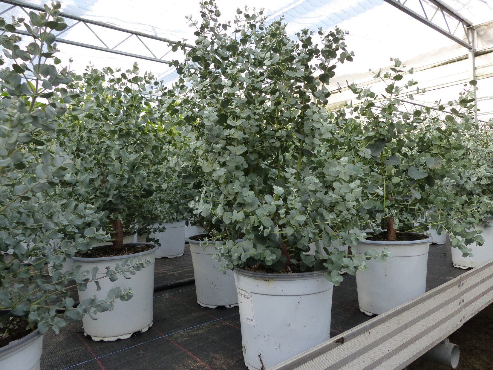 XL Eucalyptus Gunni Gunnii Busch Eukalyptusbaum 35 - 50 cm, Pflanze winterhart