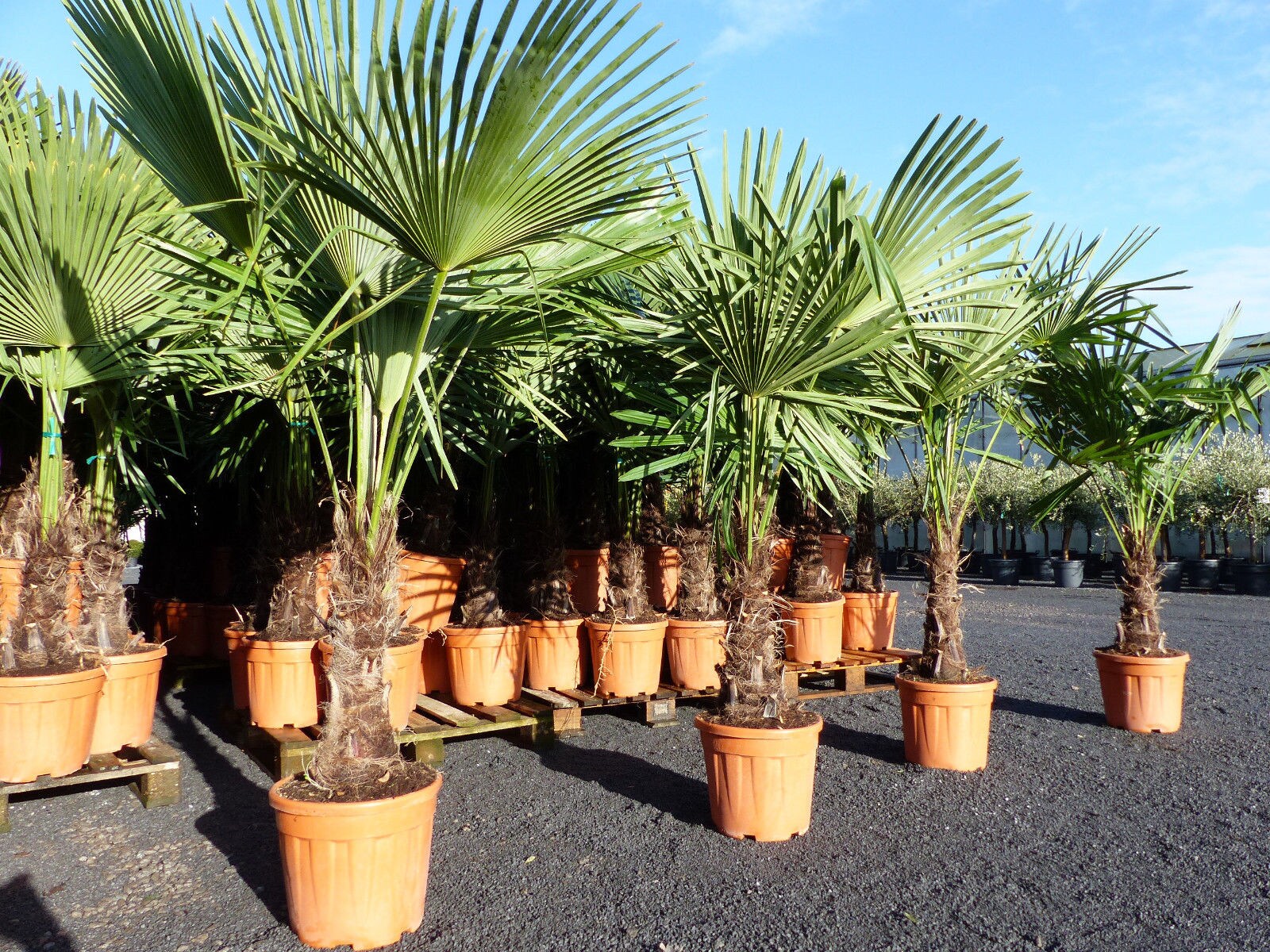 XXL Palme Stammh&ouml;he 40-50 cm winterhart 160-180 cm Trachycarpus fortunei, Hanfpalme, Top-Qualit&auml;t 