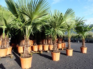 XXL Palme Stammhöhe 40-50 cm winterhart 160-180 cm Trachycarpus fortunei, Hanfpalme, Top-Qualität 