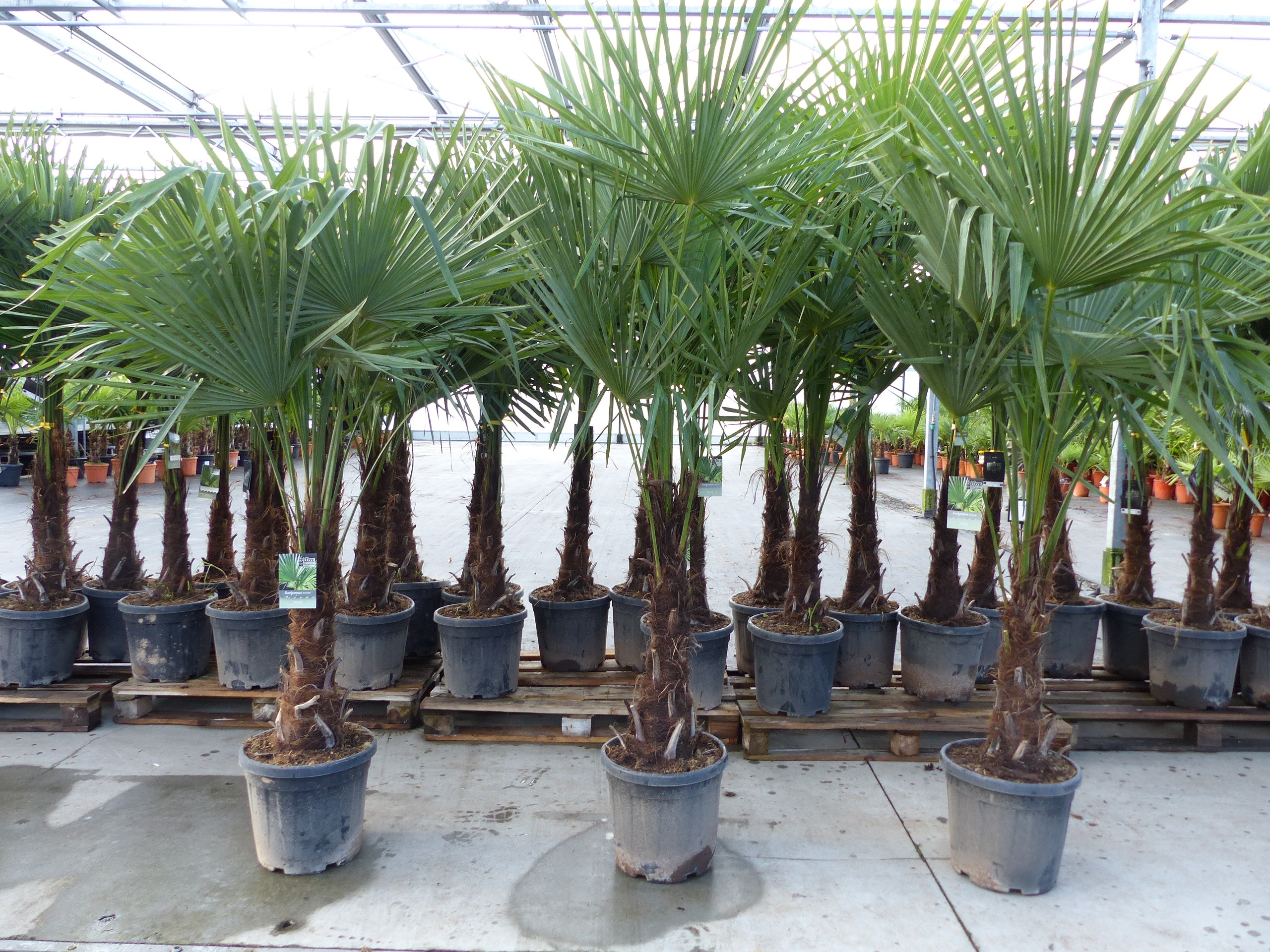 3 St&uuml;ck XXL+ Palme winterhart 190 - 220 cm Trachycarpus fortunei, Hanfpalme, Top-Qualit&auml;t 