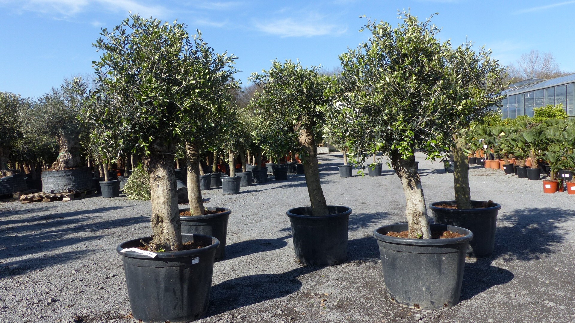 rhododendron dünger amazon Rhododendron Dünger - Mineralischer NPK Flüssigdünger mit Stickstoff