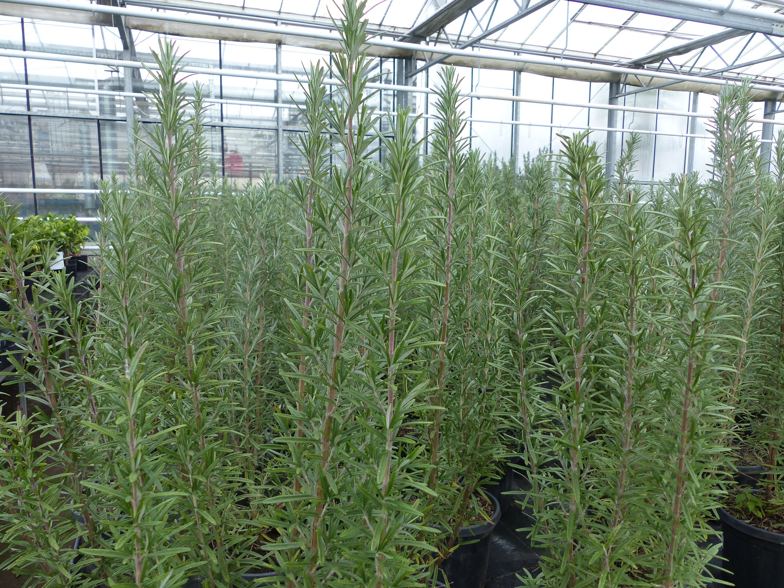 Rosmarin Busch 50-60 Cm – Winterharte Kräuterpflanze Rosmarinus Officinalis, Im 16 Cm Topf, Duftend & Mehrjährig
