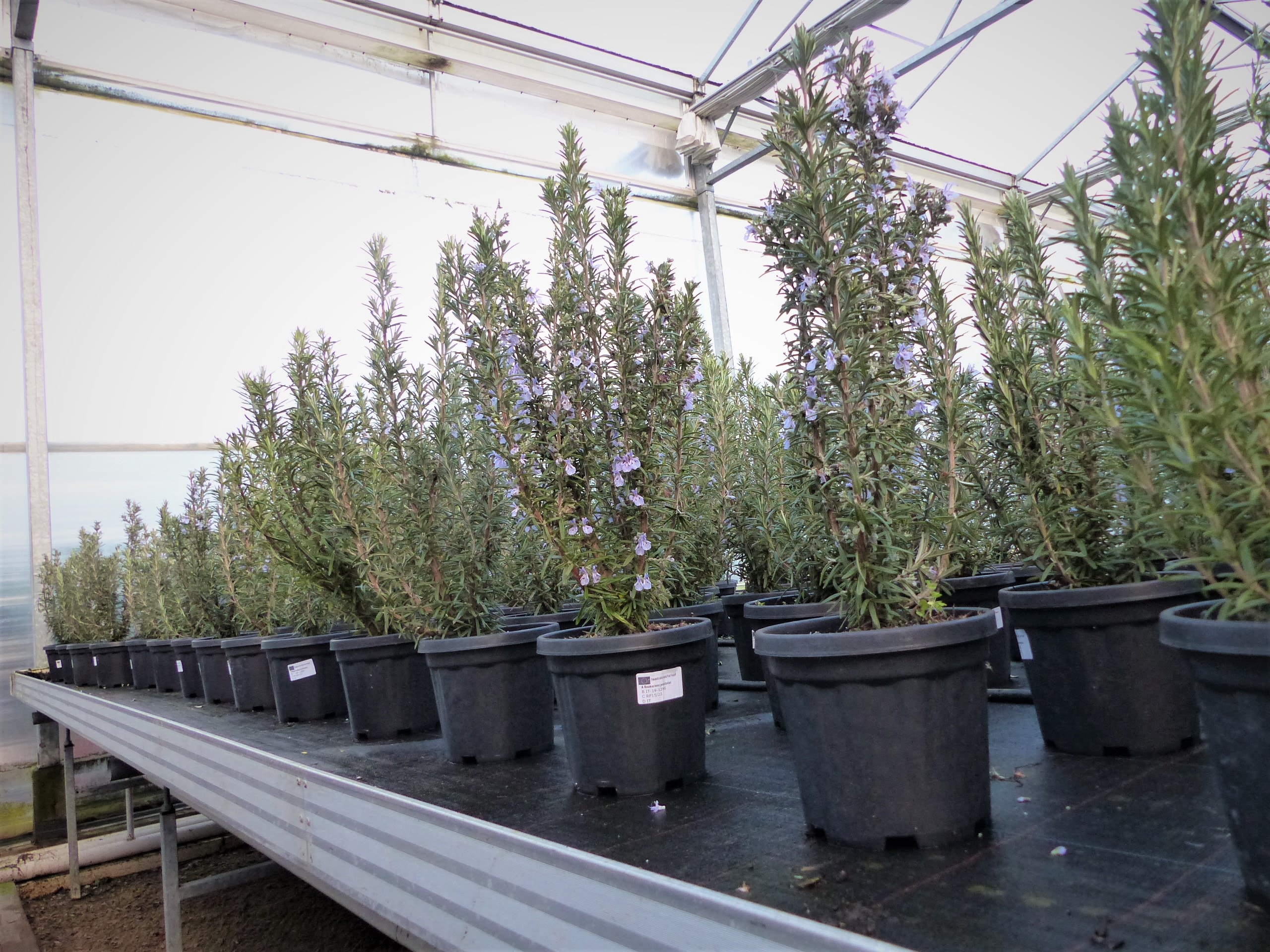 3 St&uuml;ck echter Rosmarin Officinalis 50-60 cm H&ouml;he, XL Busch &Oslash; 20-30 cm, stehend, winterhart Kr&auml;uter 