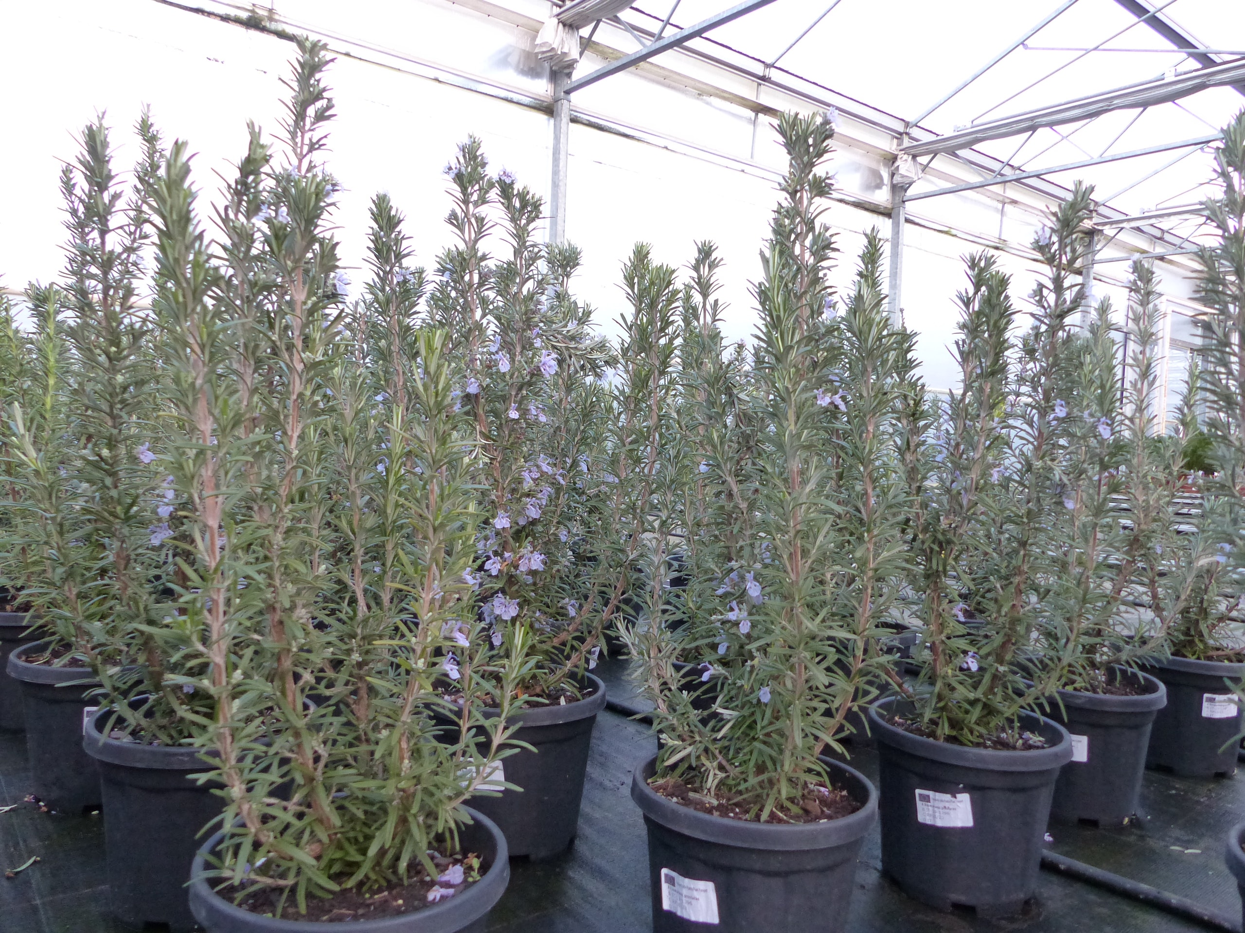 7 St&uuml;ck echter Rosmarin Officinalis 50-60cm H&ouml;he, XL Busch &Oslash; 20-30 cm, stehend, winterhart Kr&auml;uter 