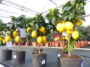 beste Sorte: Meyer Meyerii Zitrone echter Zitronenbaum 70 - 80 cm Citrus Limon Zitruspflanze 