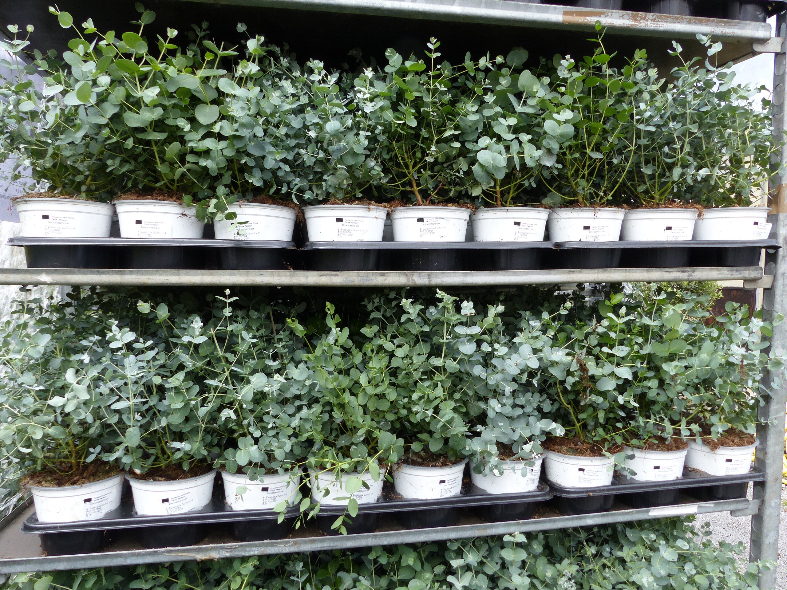 2 St&uuml;ck Eucalyptus Gunni Gunnii Busch Kugel Eukalyptusbaum, H&ouml;he 20 - 25 cm Pflanze winterhart 