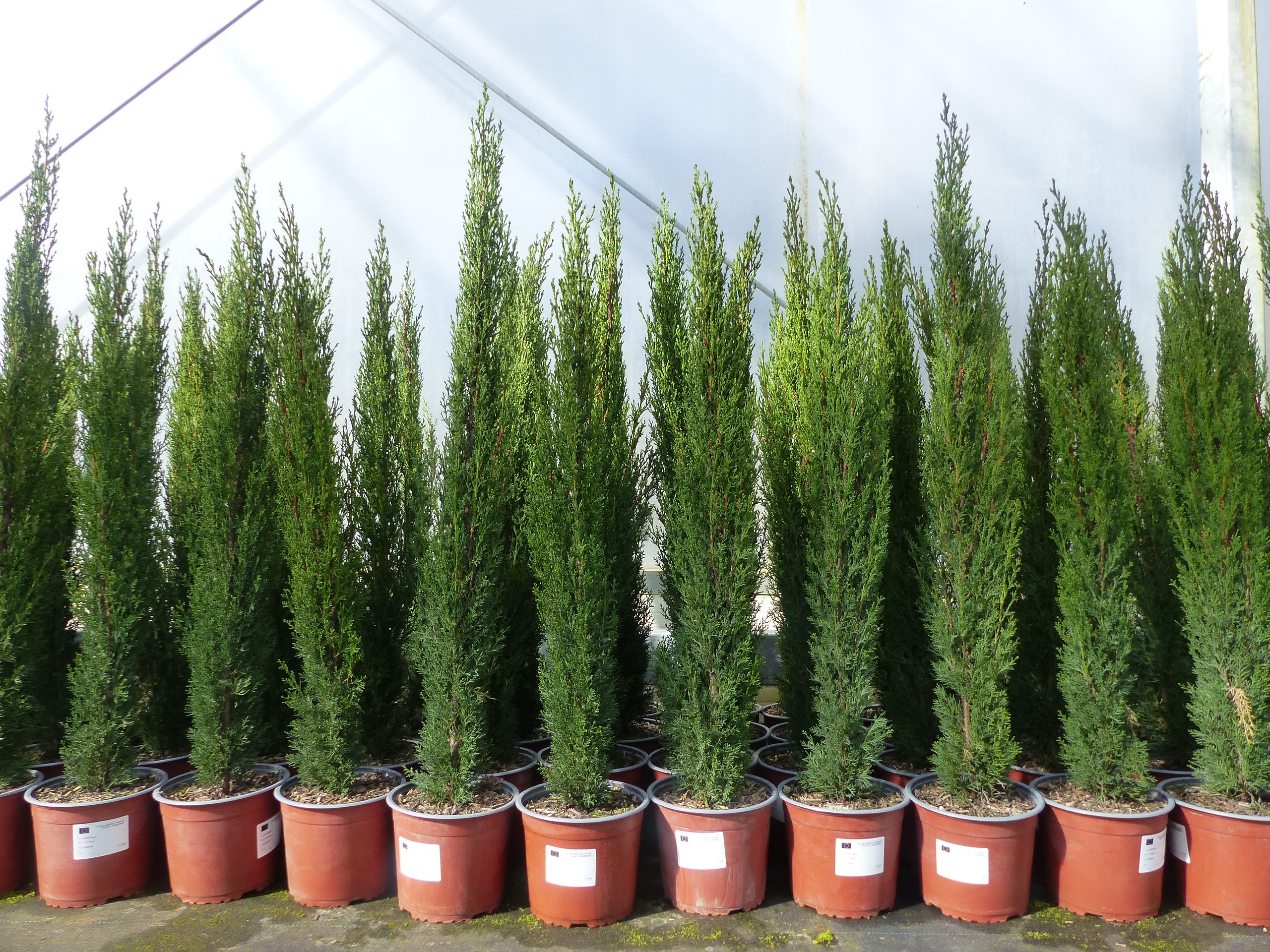 1 x Mittelmeerzypresse Cupressus Sempervirens Totem 100 - 120 cm Toskana Zypresse 