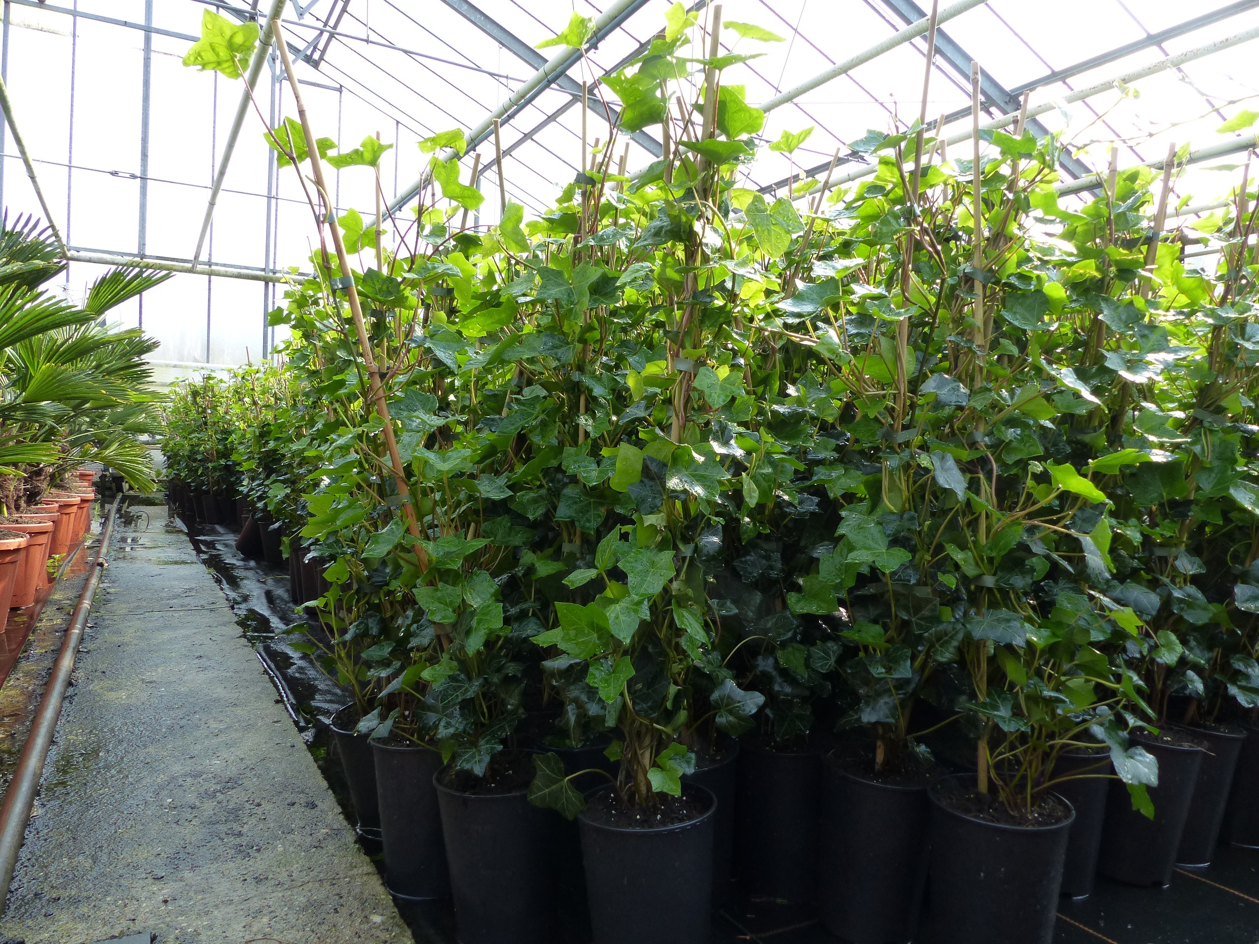 10 St&uuml;ck Efeu Hedera helix 100 - 120 cm Heckenpflanze winterhart Kletterpflanze Hecke Sichtschutz blickdicht 