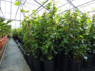 10 Stück Efeu Hedera helix 100 - 120 cm Heckenpflanze winterhart Kletterpflanze Hecke Sichtschutz blickdicht 