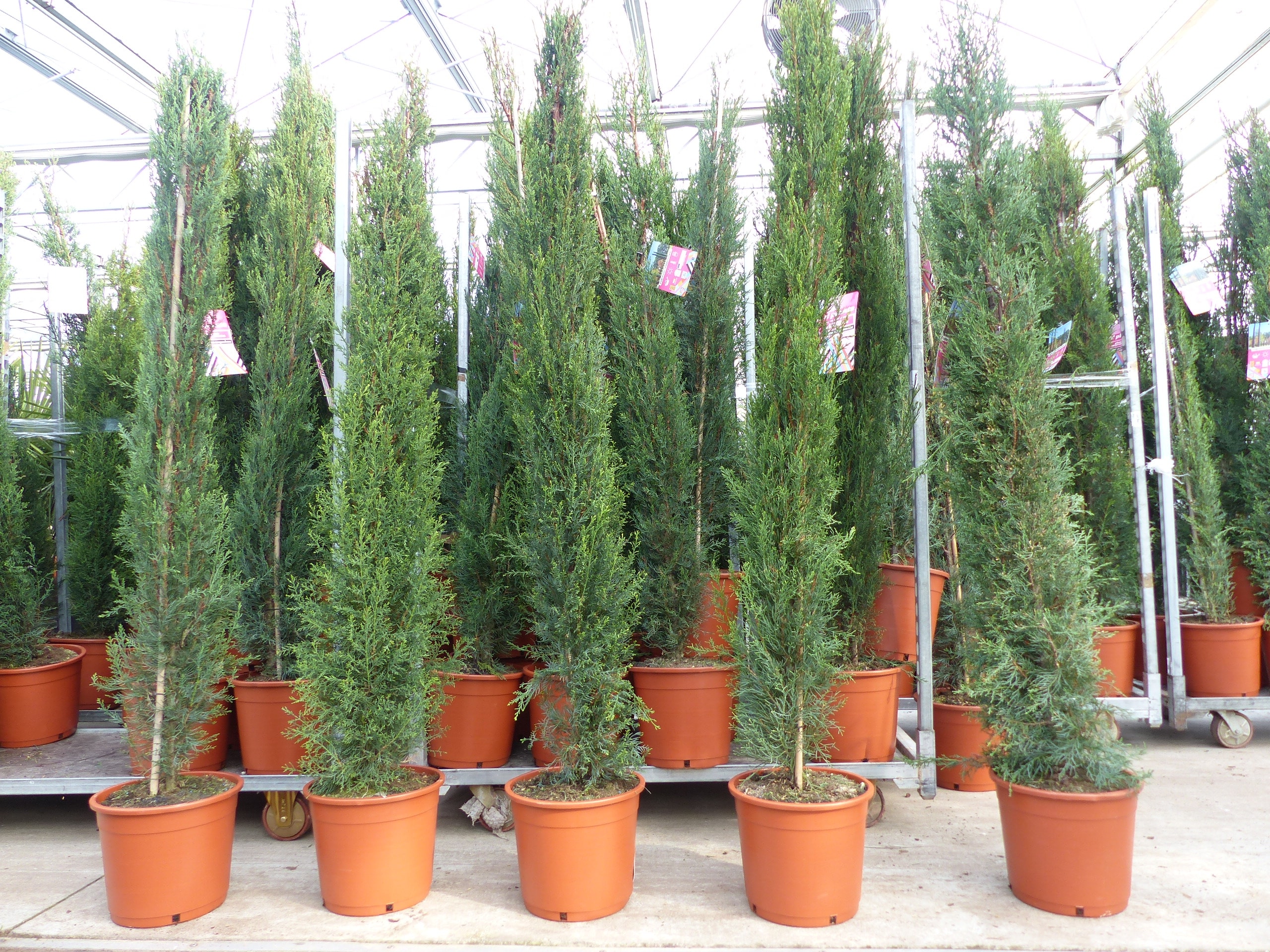 4x Mittelmeerzypresse 200 cm S&auml;ulen buschige Toskana Zypressen Zypresse Cupressus Semper. 