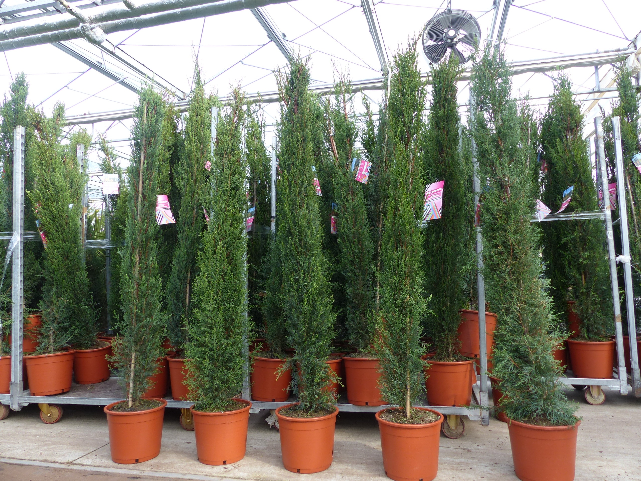 10x Mittelmeerzypresse 200 cm S&auml;ulen extra buschige Toskana Zypressen Zypresse Cupressus Semper. 