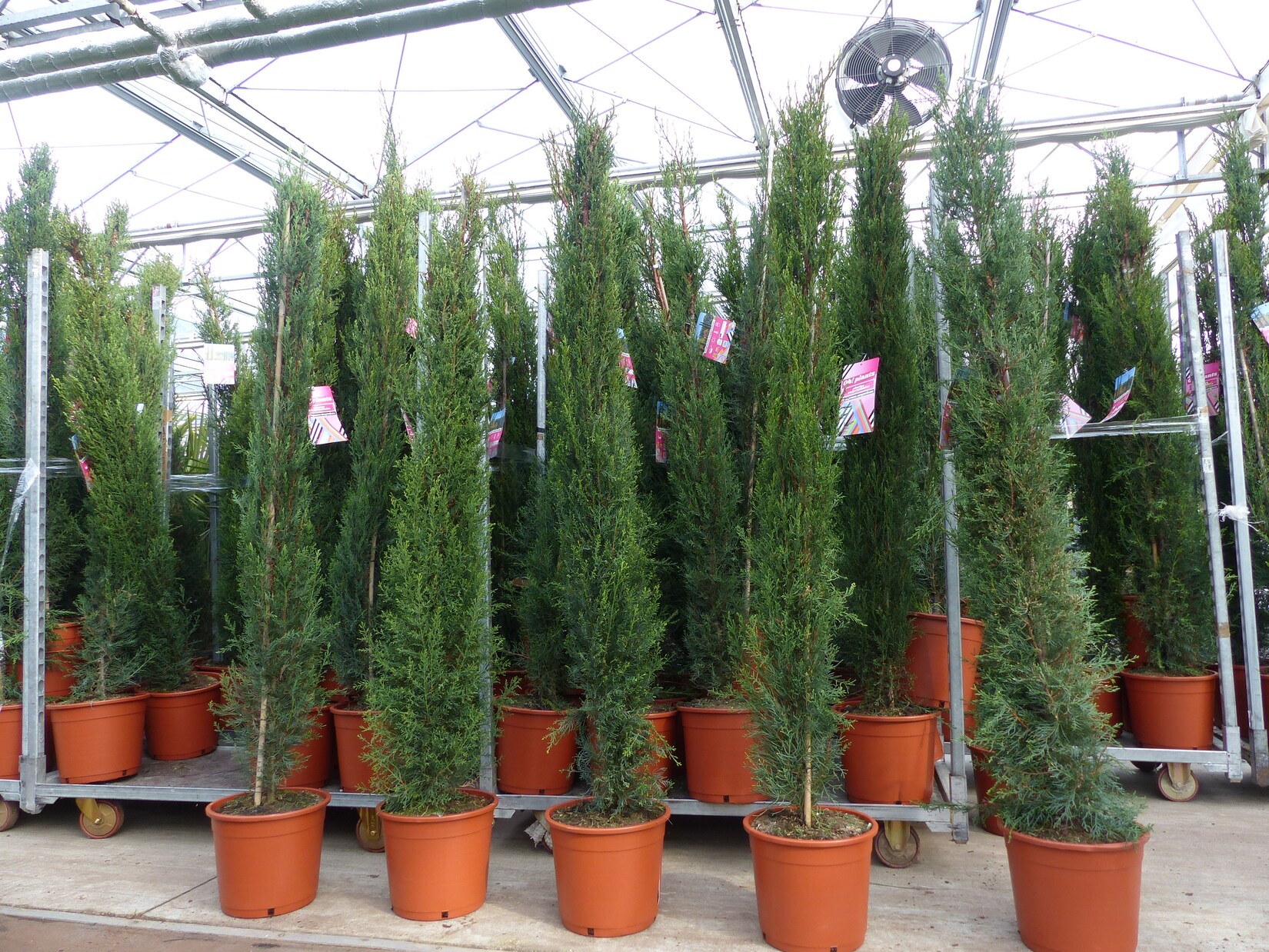 10x Mittelmeerzypresse 200 cm Säulen extra buschige Toskana Zypressen Zypresse Cupressus Semper.