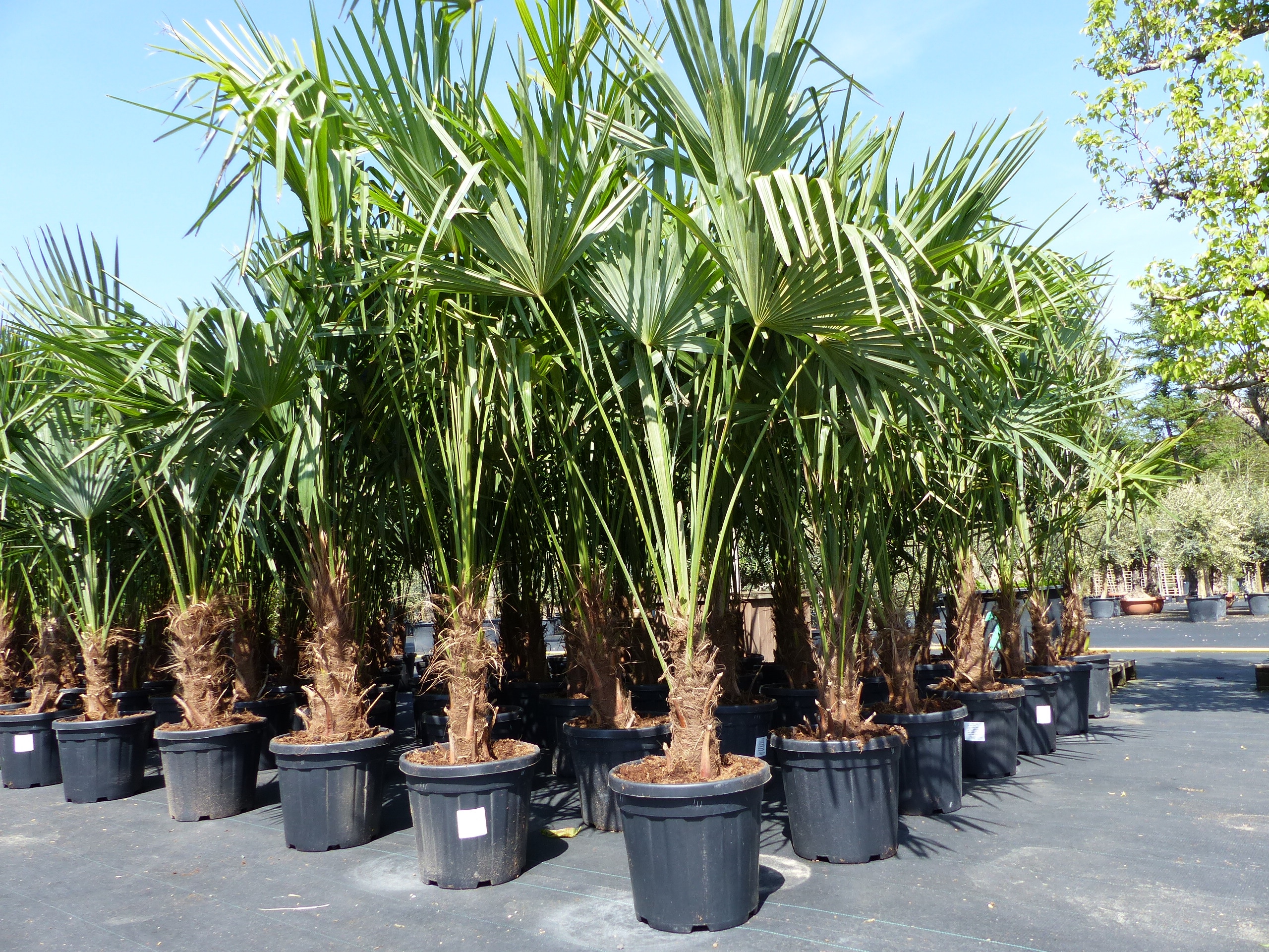 3 St&uuml;ck XXL Palme winterhart 190 - 220 cm Trachycarpus fortunei, Hanfpalme, Top-Qualit&auml;t 