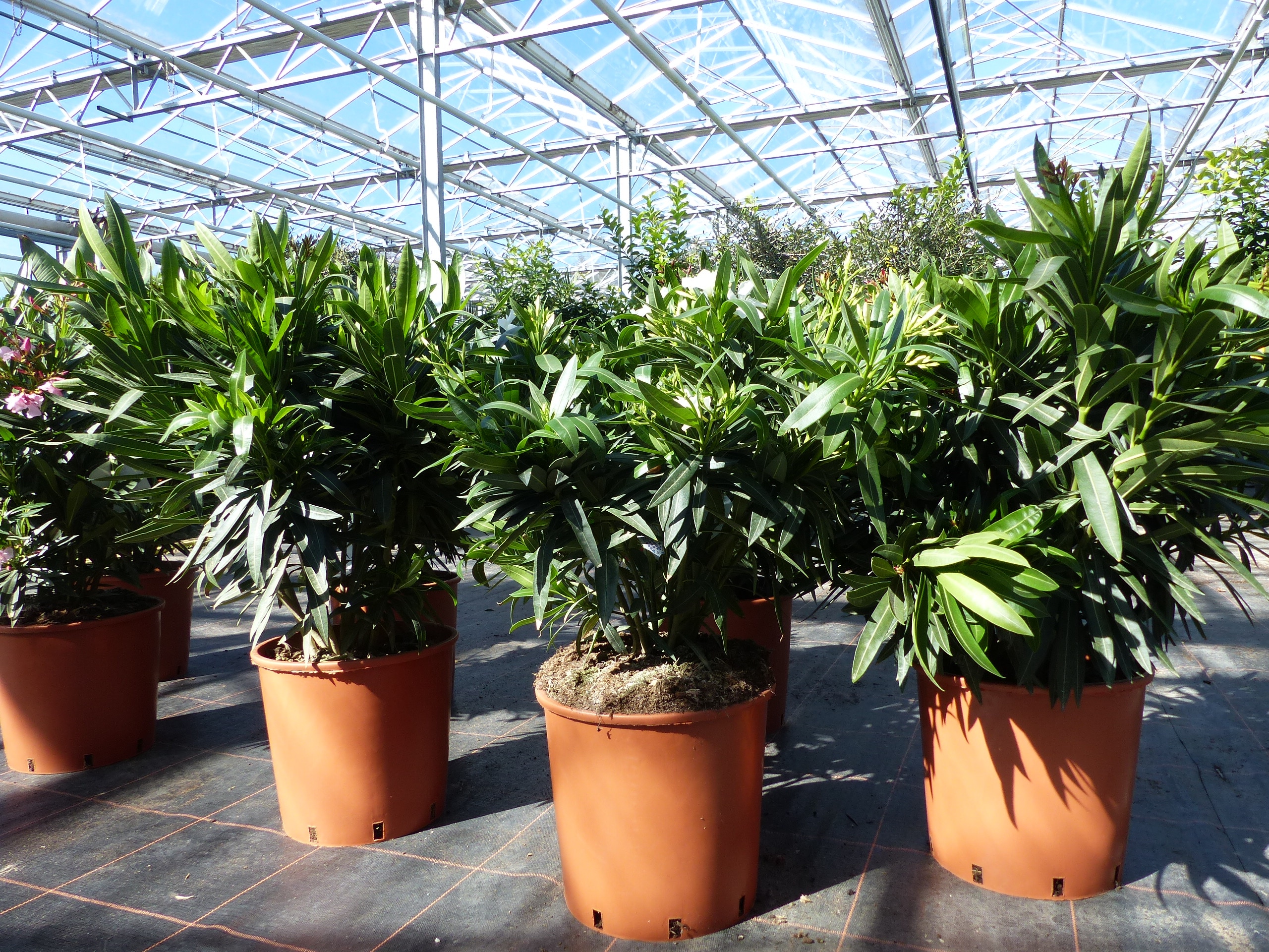 Oleander Premiumqualit&auml;t 80 - 100 cm Busch Nerium Krone &Oslash;60 cm Rosenlorbeer Premium rot, rosa oder wei&szlig; 