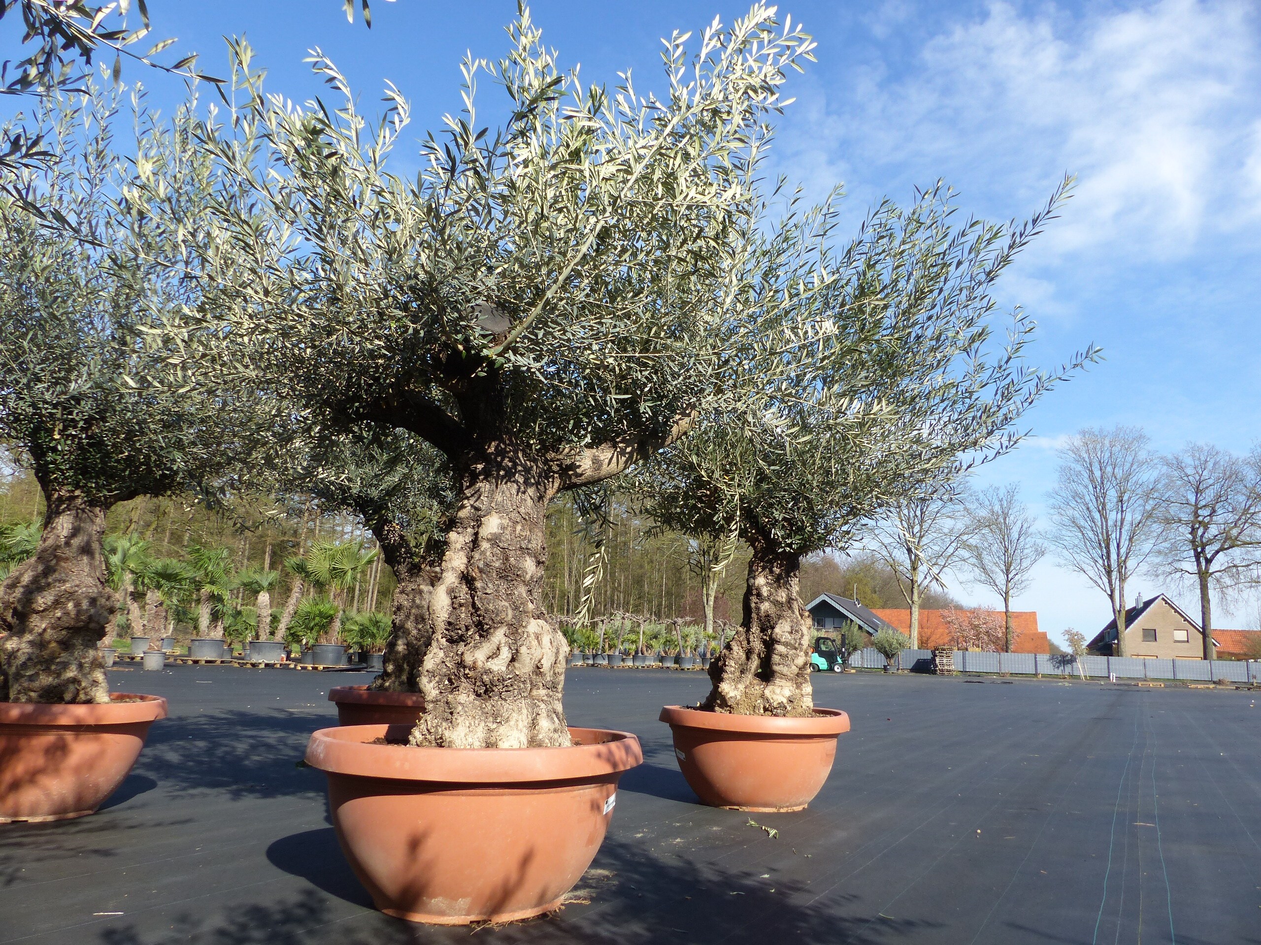Olivenbaum in Bonsai-Schale, 190 - 210 cm knorrige urige Olive, winterhart, Olea Europaea 