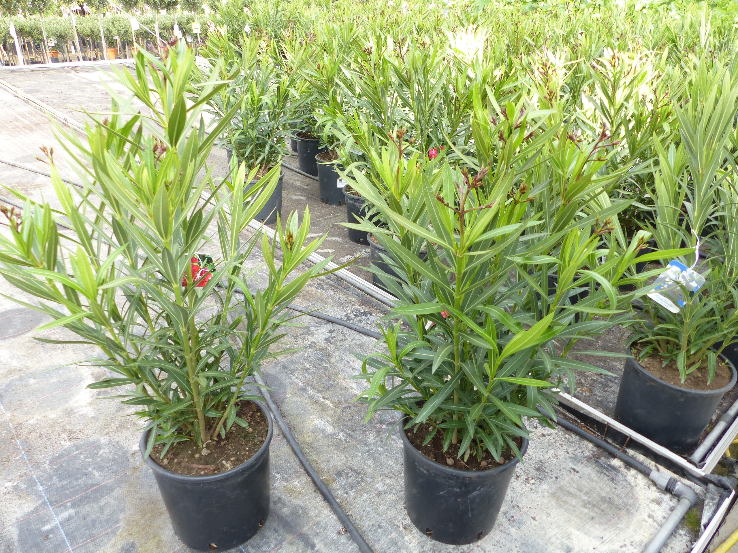 Oleander 90 cm Premiumqualit&auml;t Busch Nerium Rosenlorbeer Dauerbl&uuml;her Premium rot, rosa, gelb, wei&szlig;, Mix 
