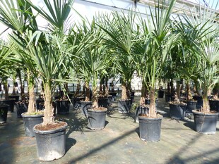 Trachycarpus fortunei 140 cm Palme Hanfpalme, winterhart bis -18°C 